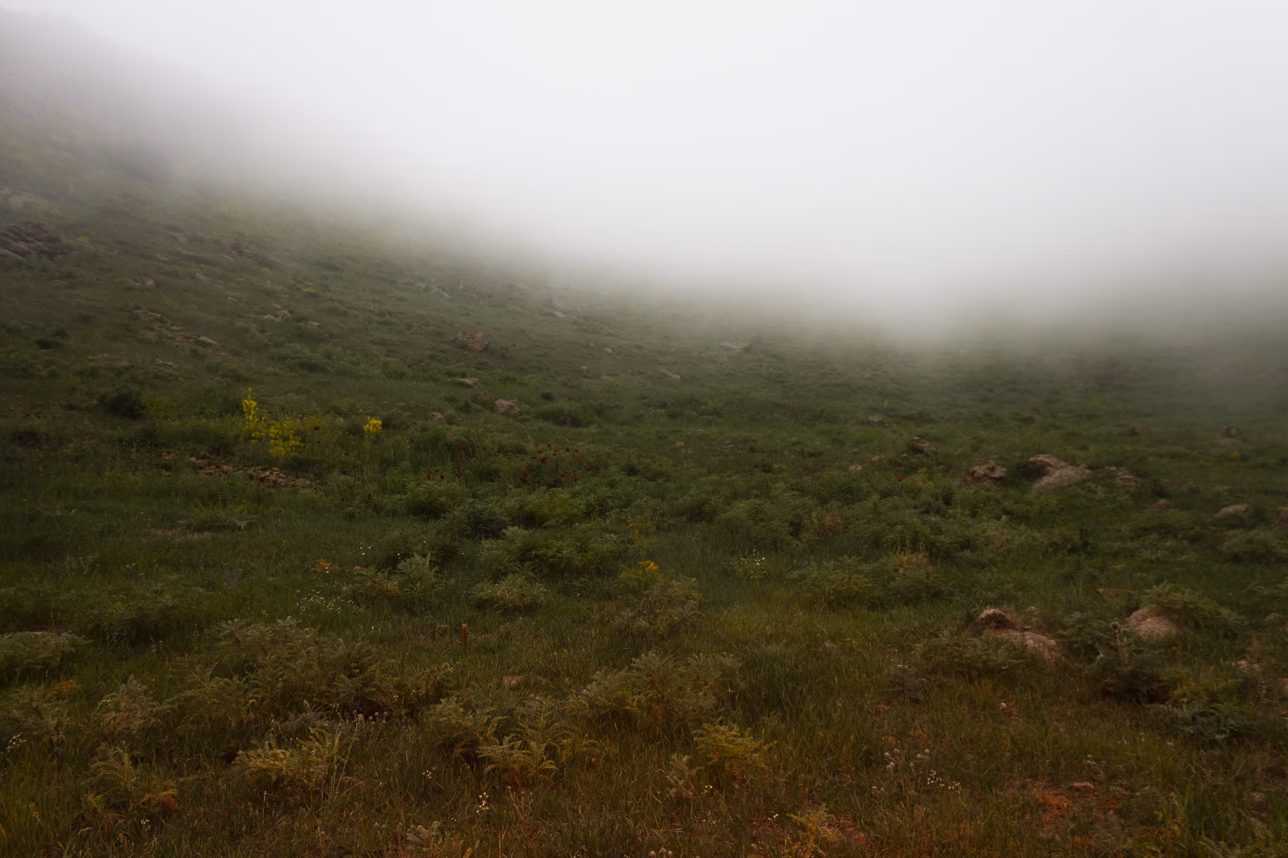 Green fog