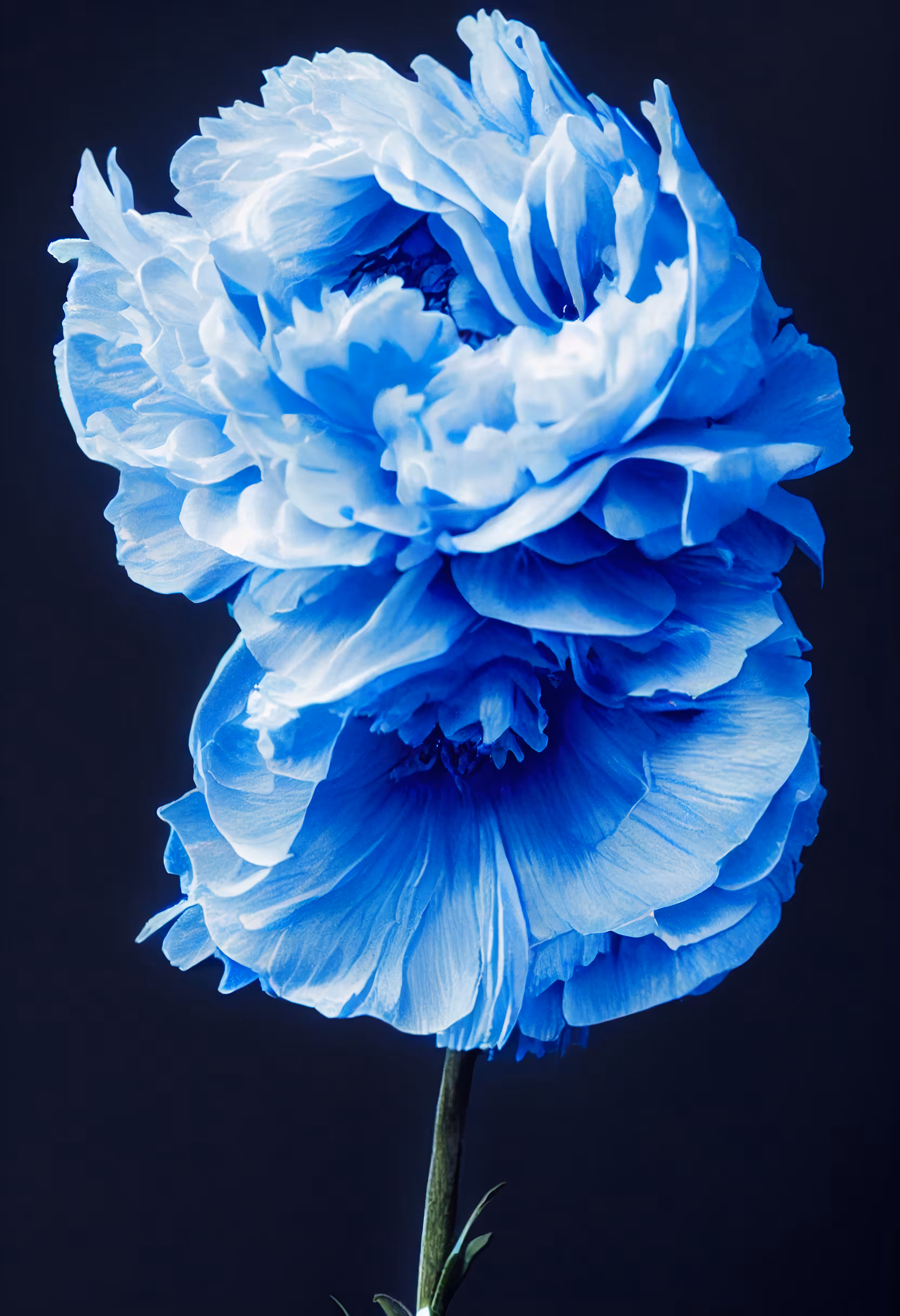 A Flower, Just For You. #56