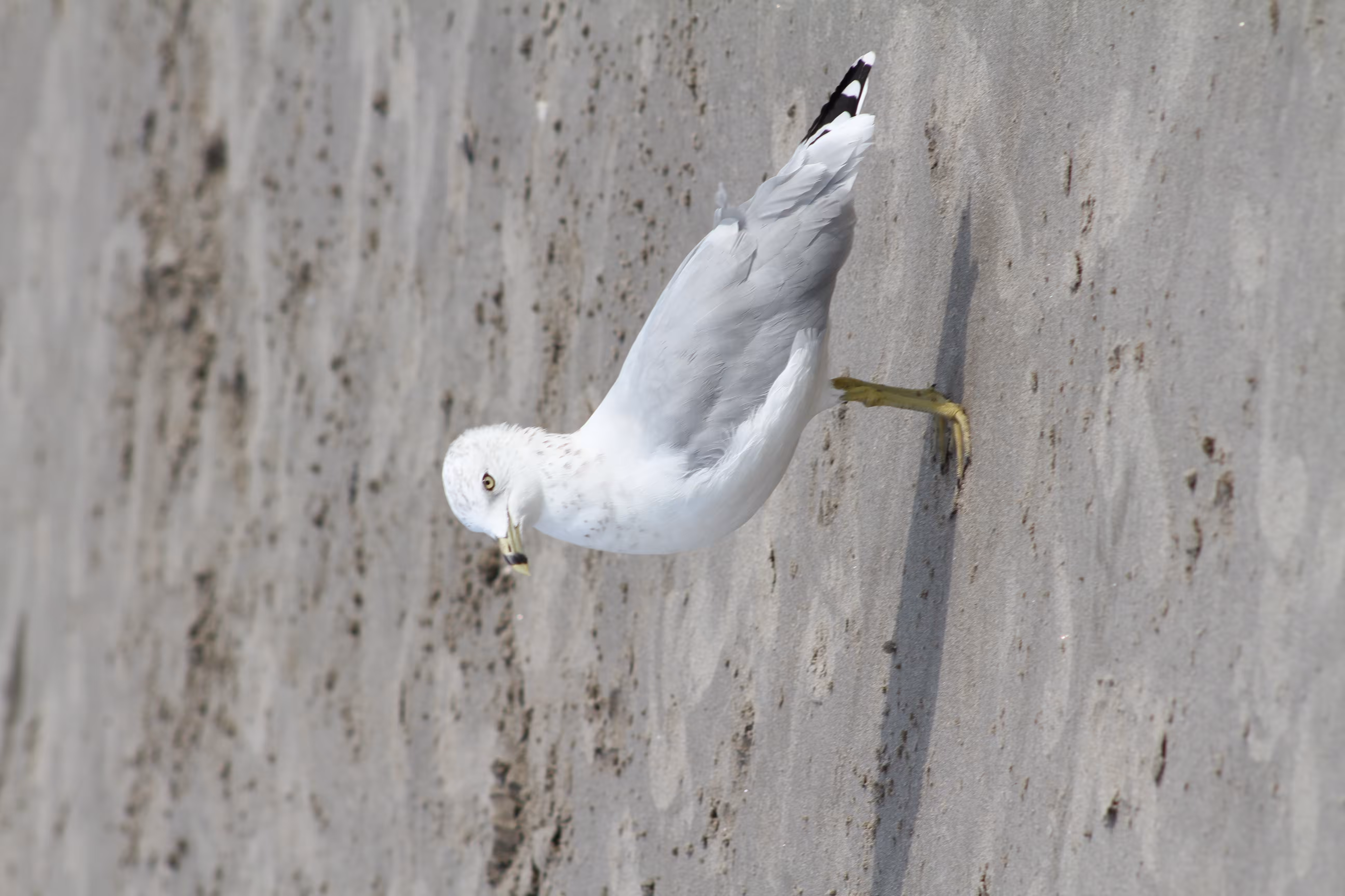 SEAGULL BEACH DAY #6