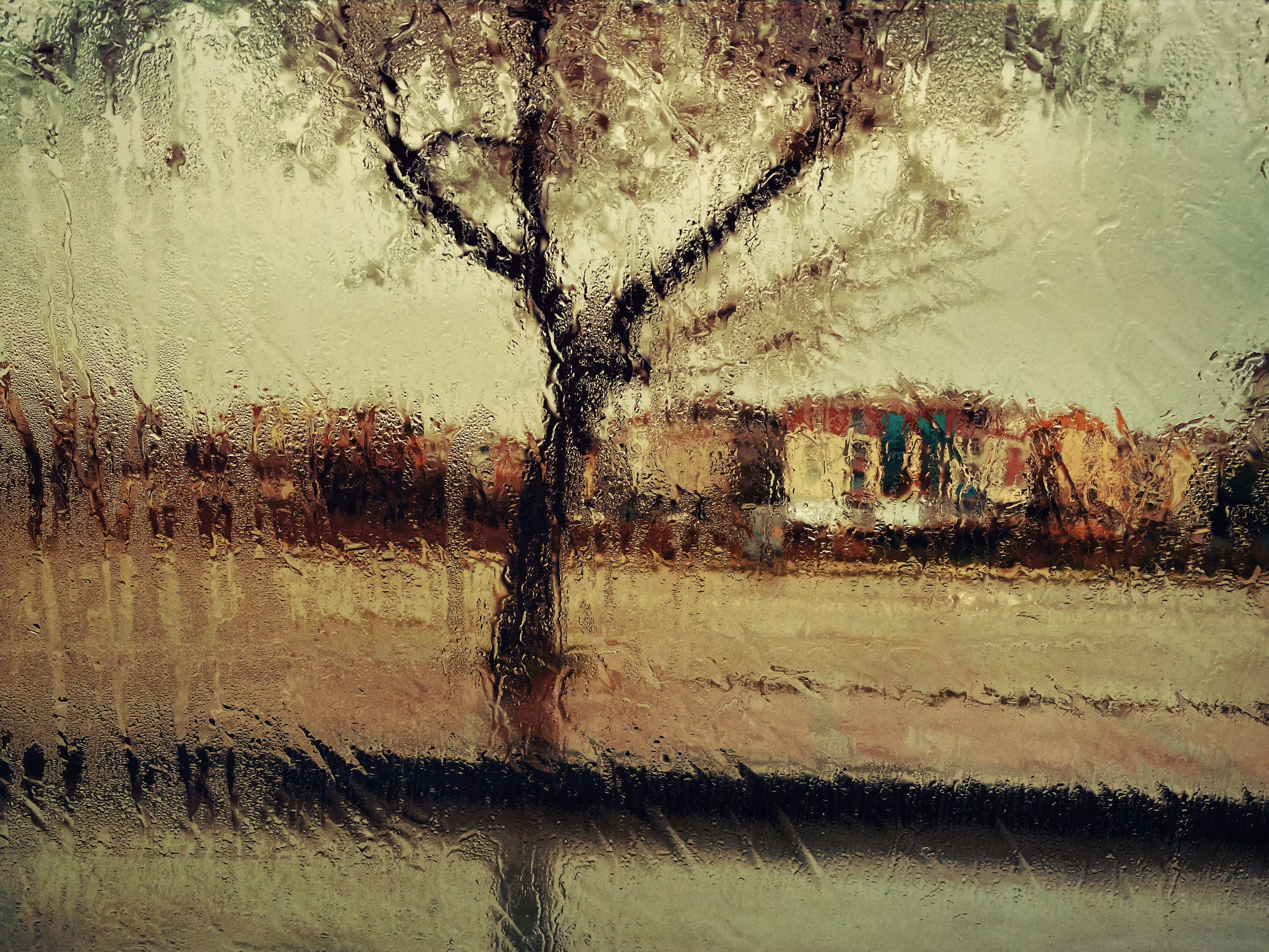 Beauty in the rain.