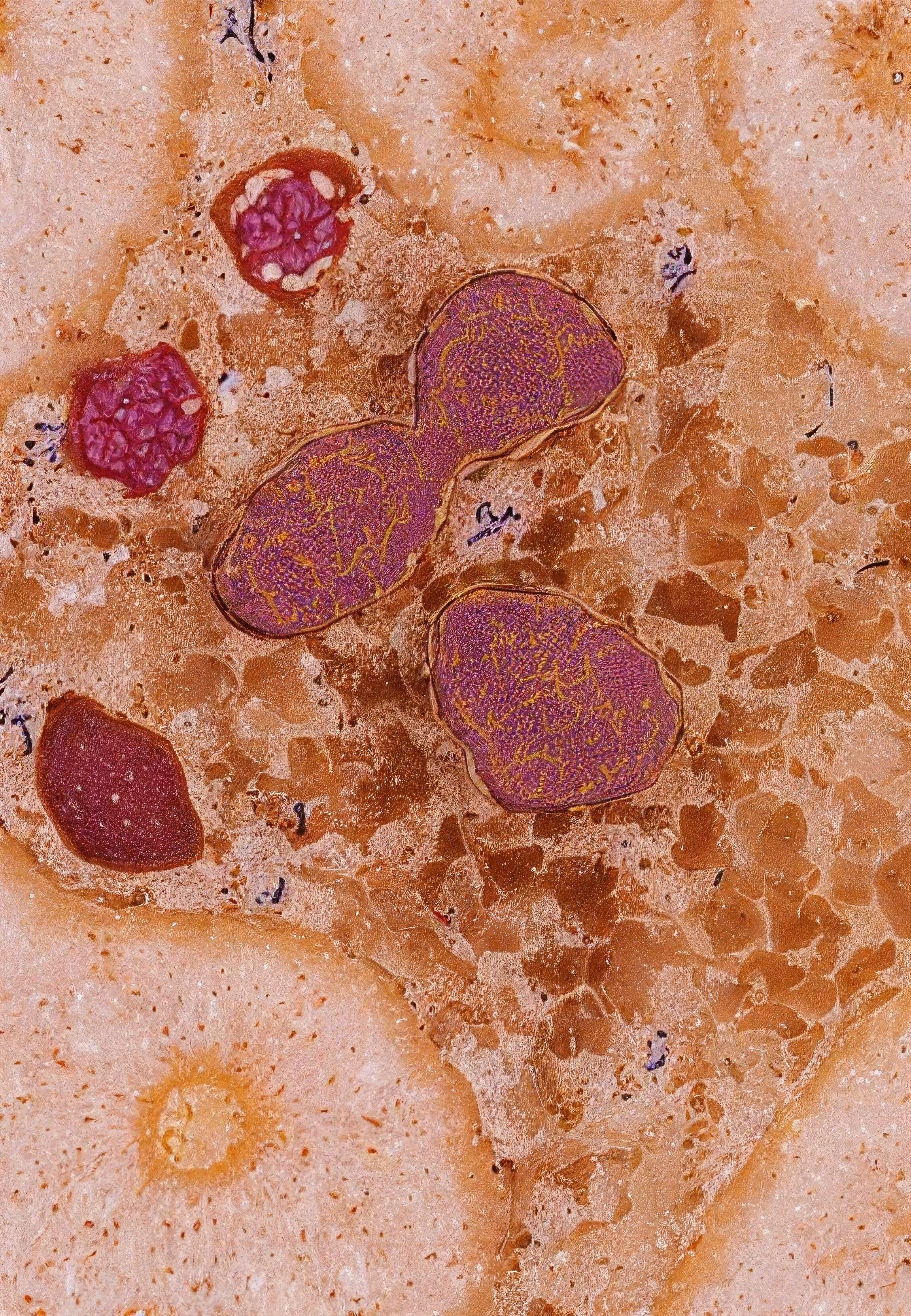 In Vivo, In Vitro, In Silico: Histologia In Silico #42