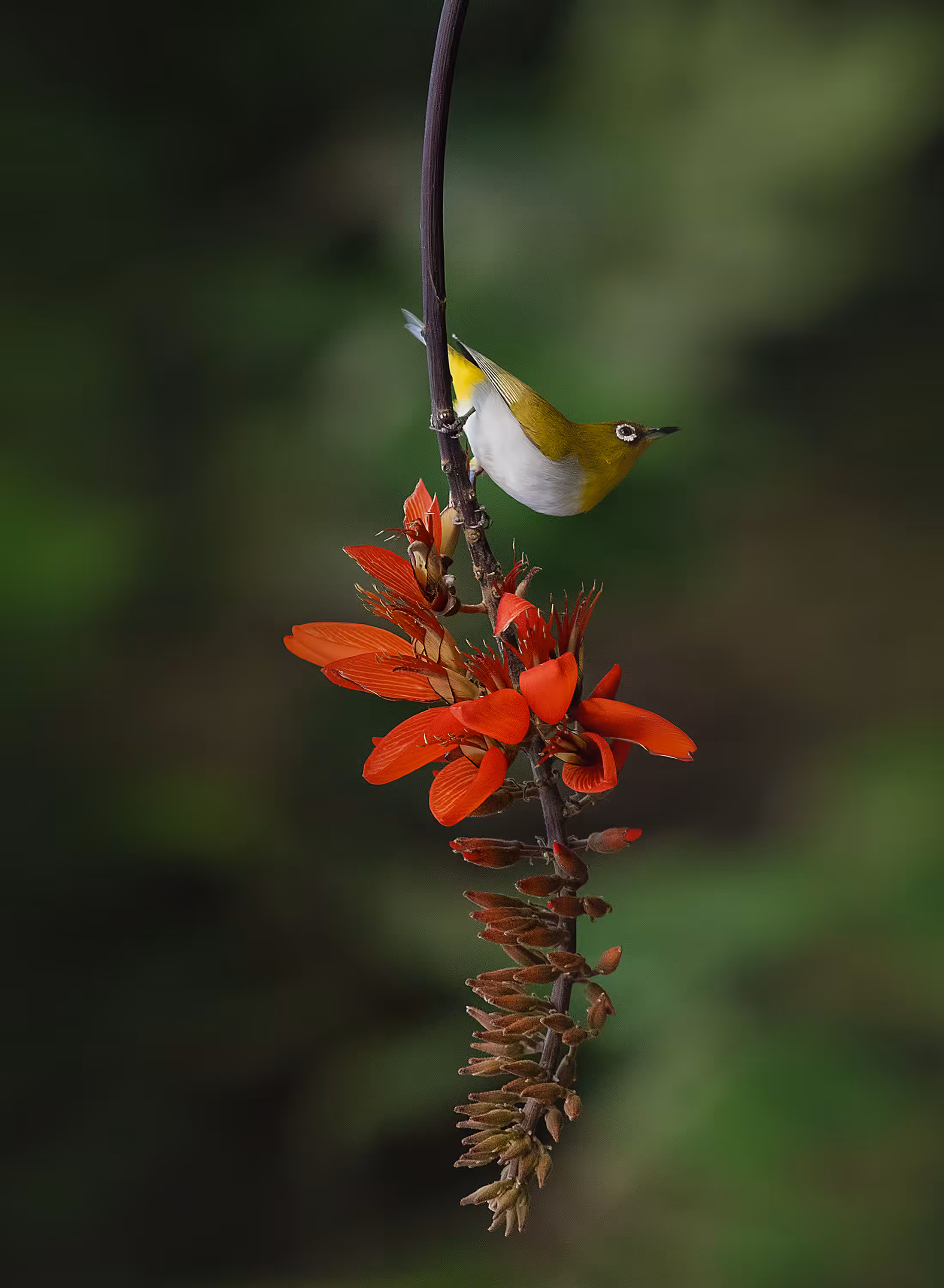 Oriental White-Eye