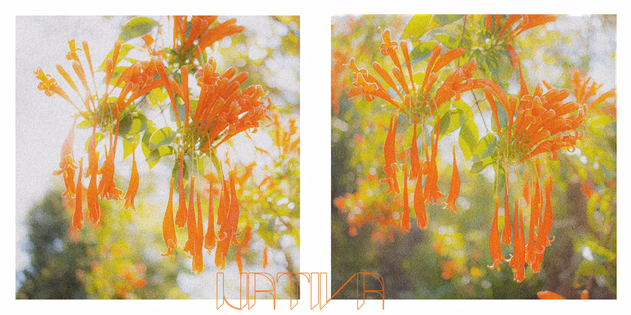 Pyrostegia venusta_NATIVA