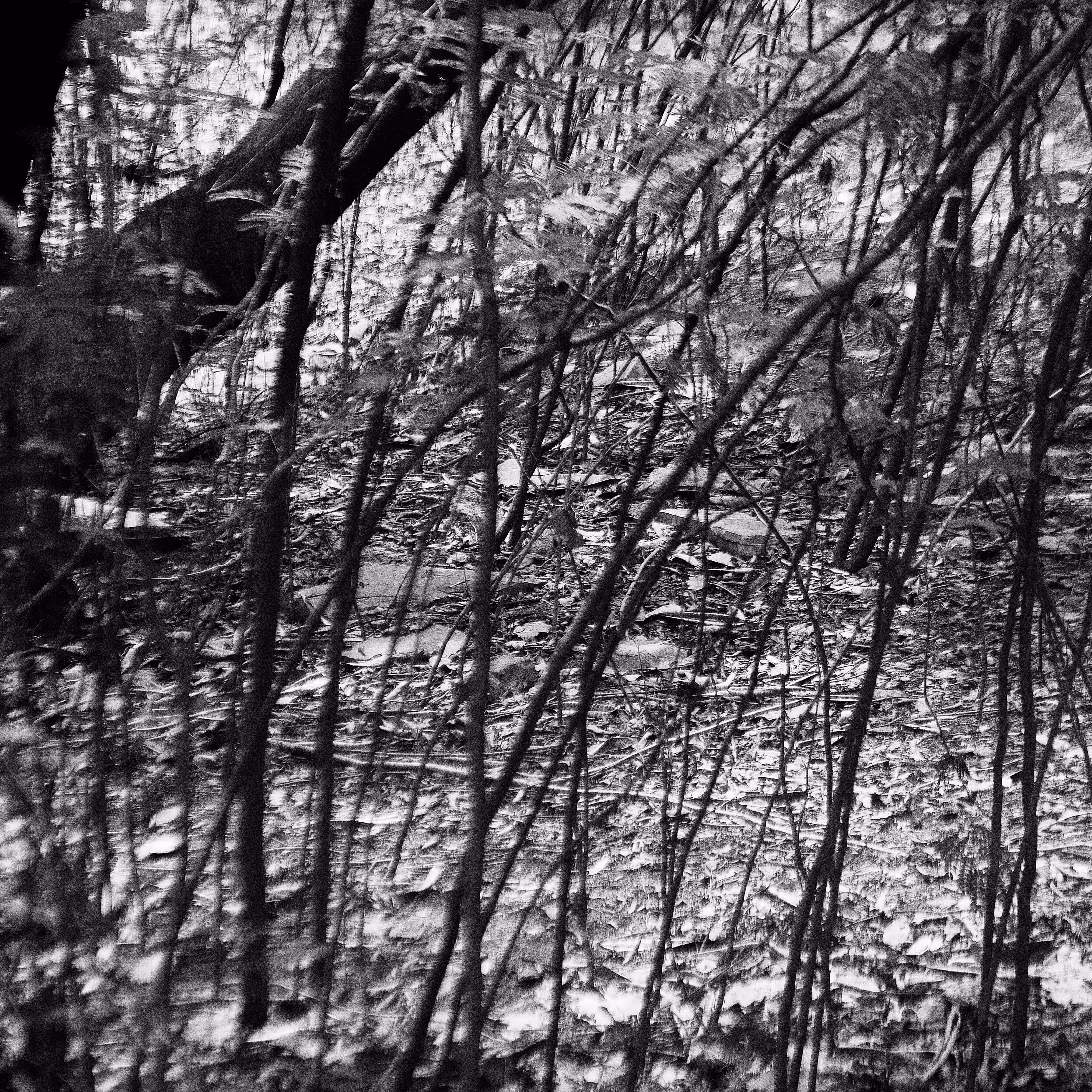 IGNIS FATUUS #33 - SOMEWHERE FOREST
