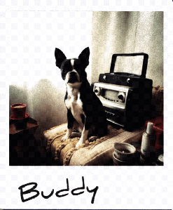 Pets on Polaroids