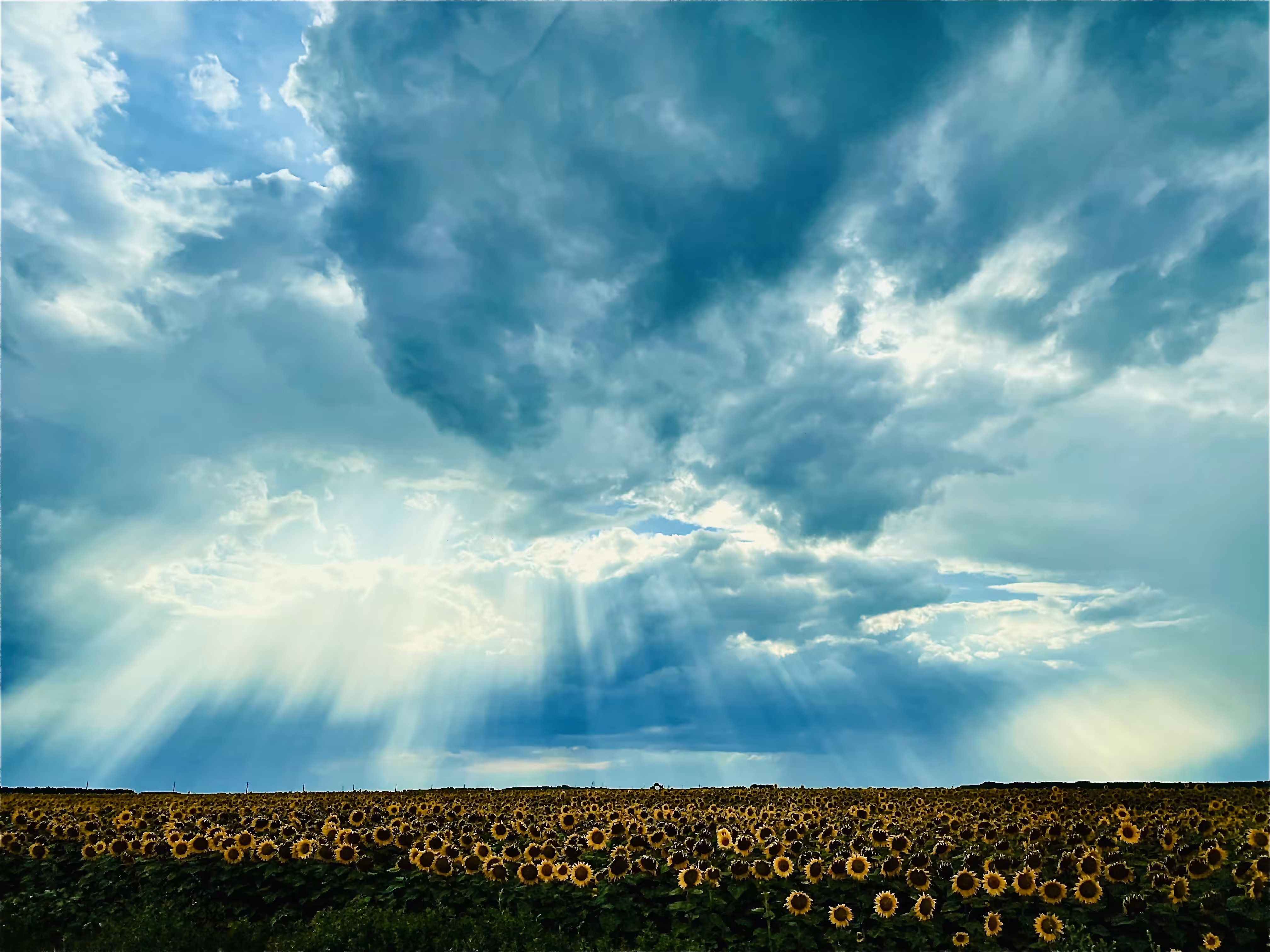 God loves sunflowers