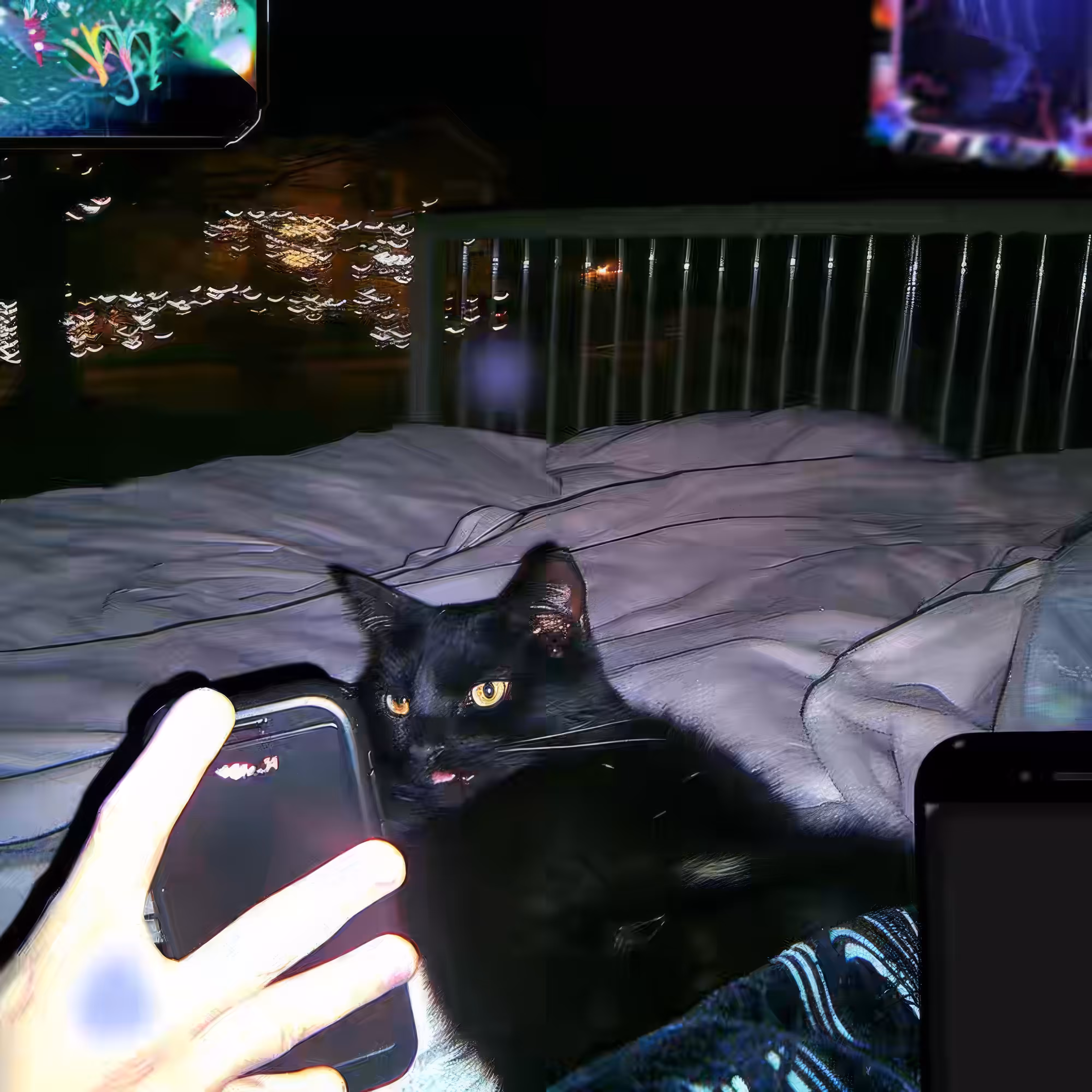 Cat-Videos