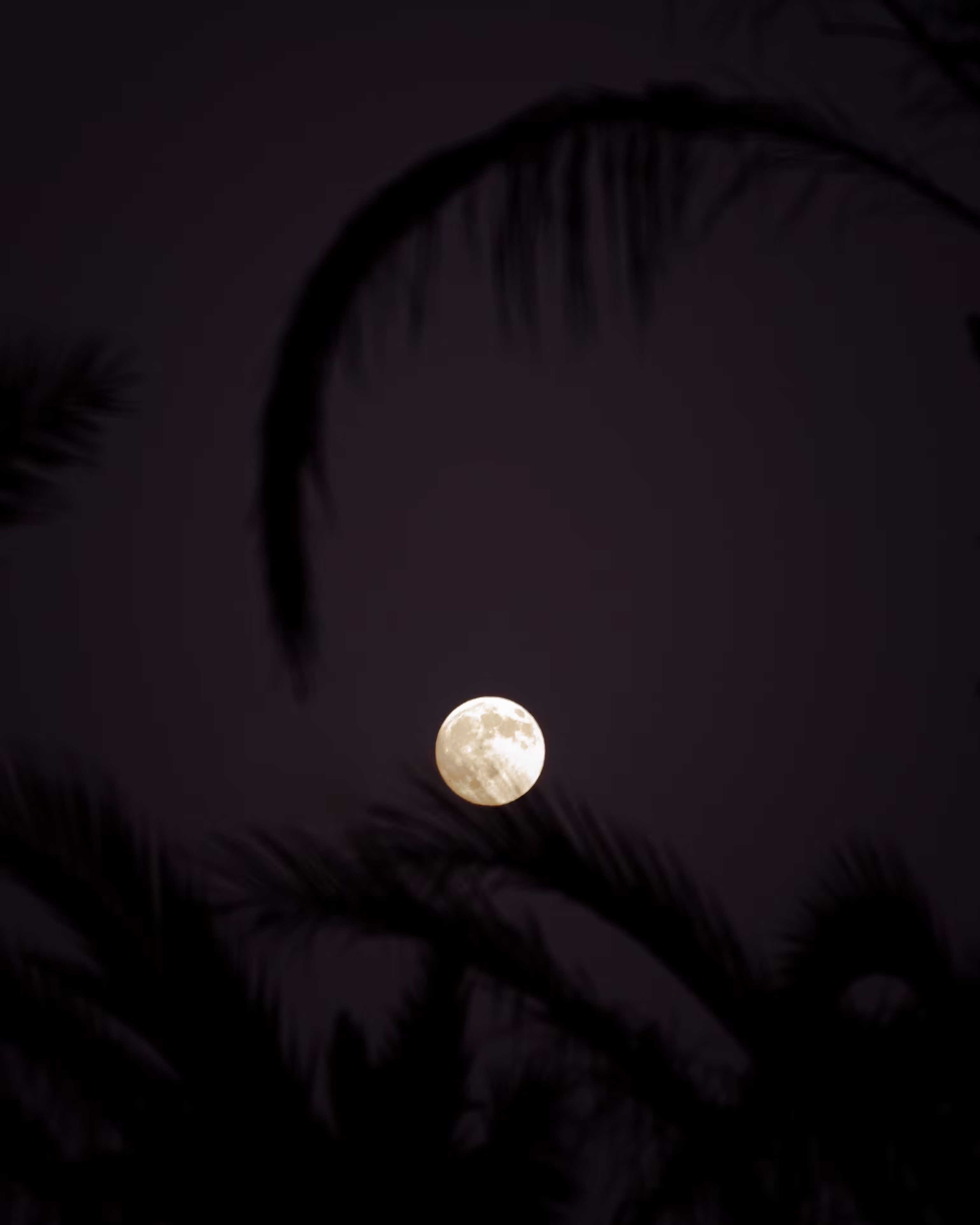 Tropical Moon