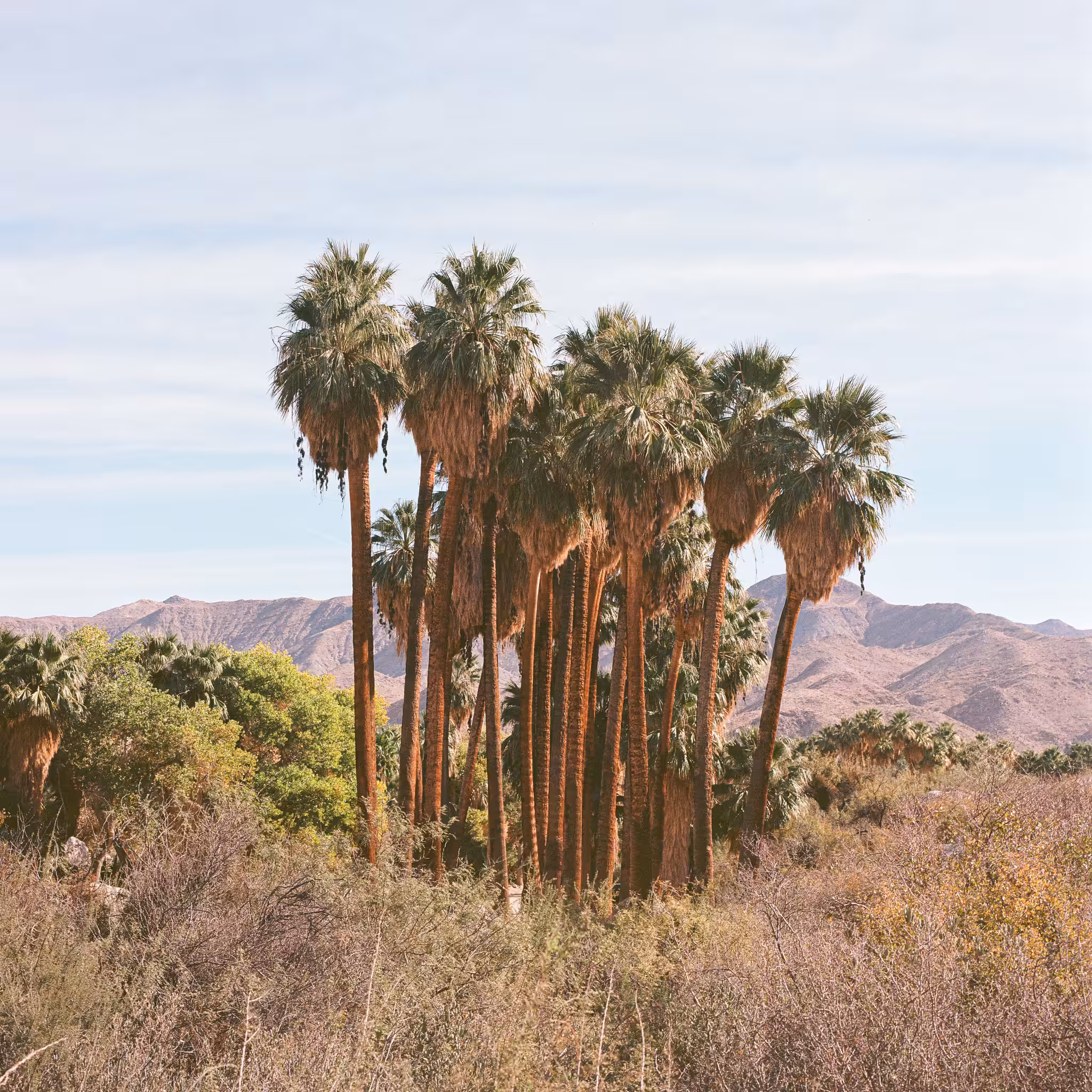 Indian Canyon Palms