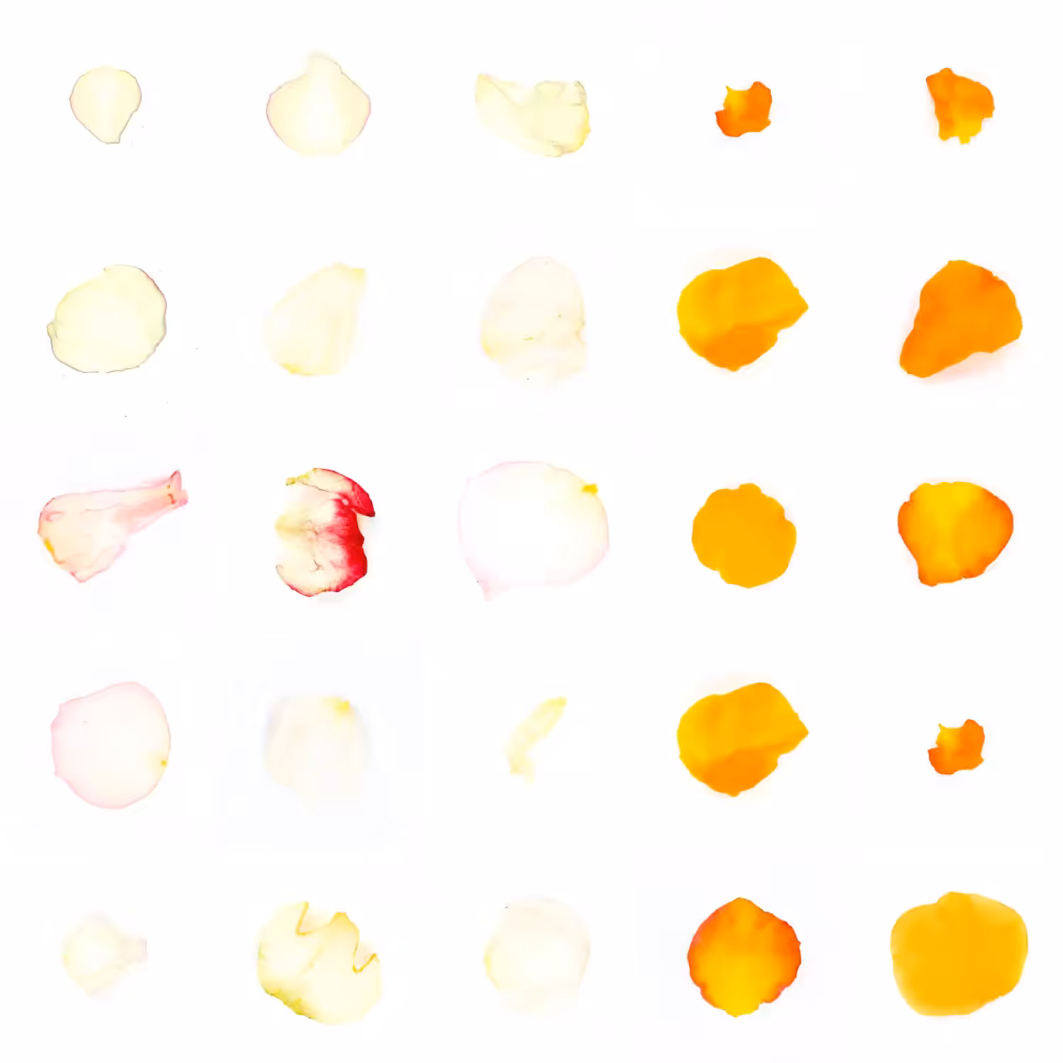 Infinite Petals 5x5#1806