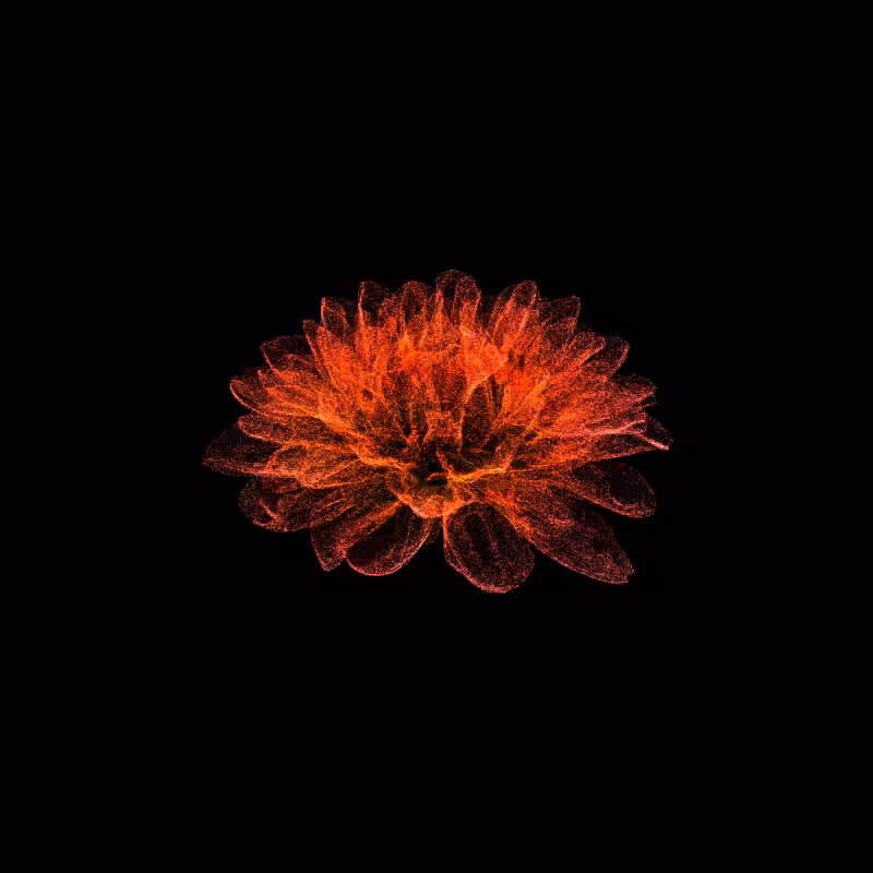 Dahlia Pinnata 30 #207