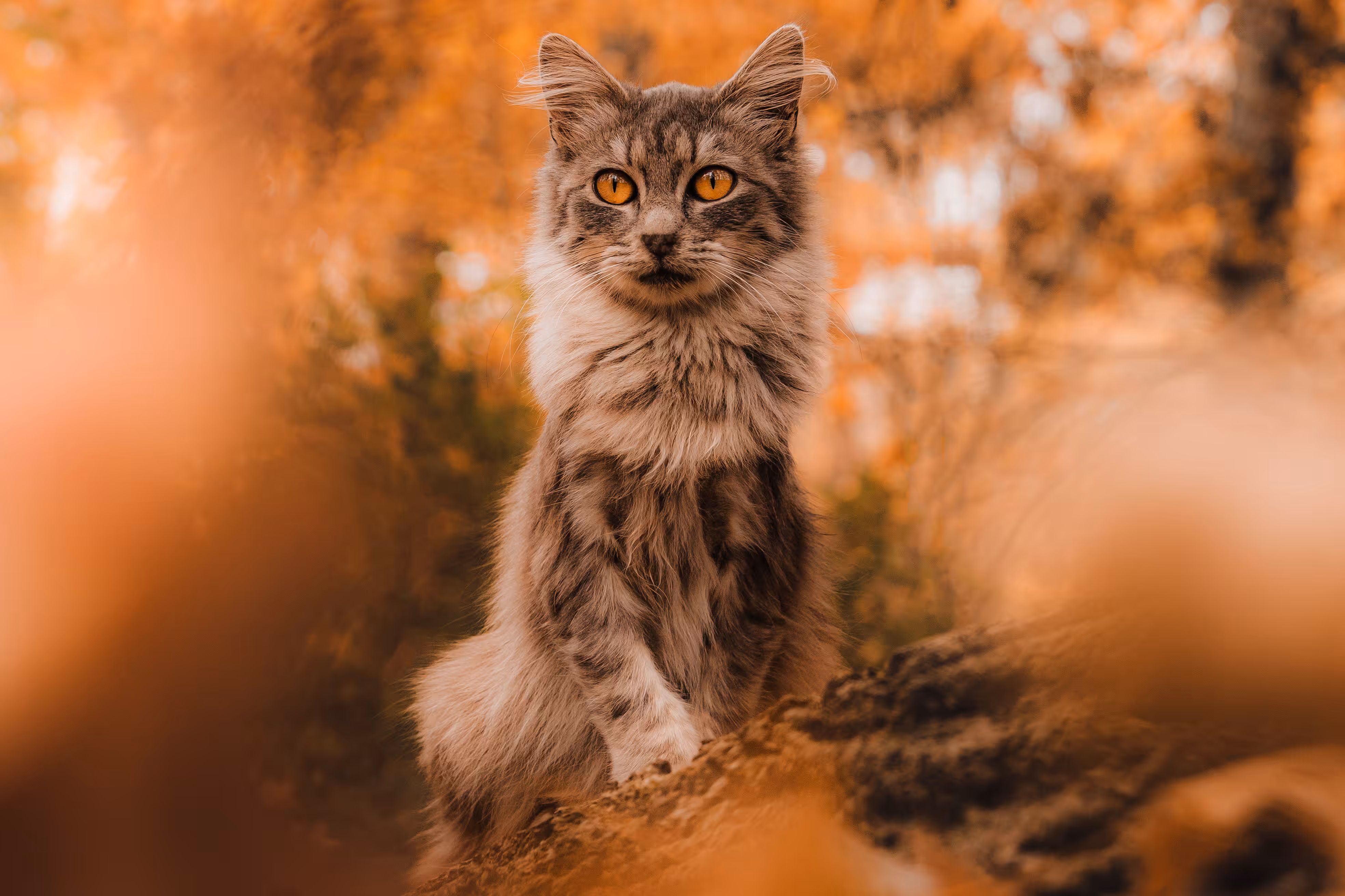 Autumn Guardian