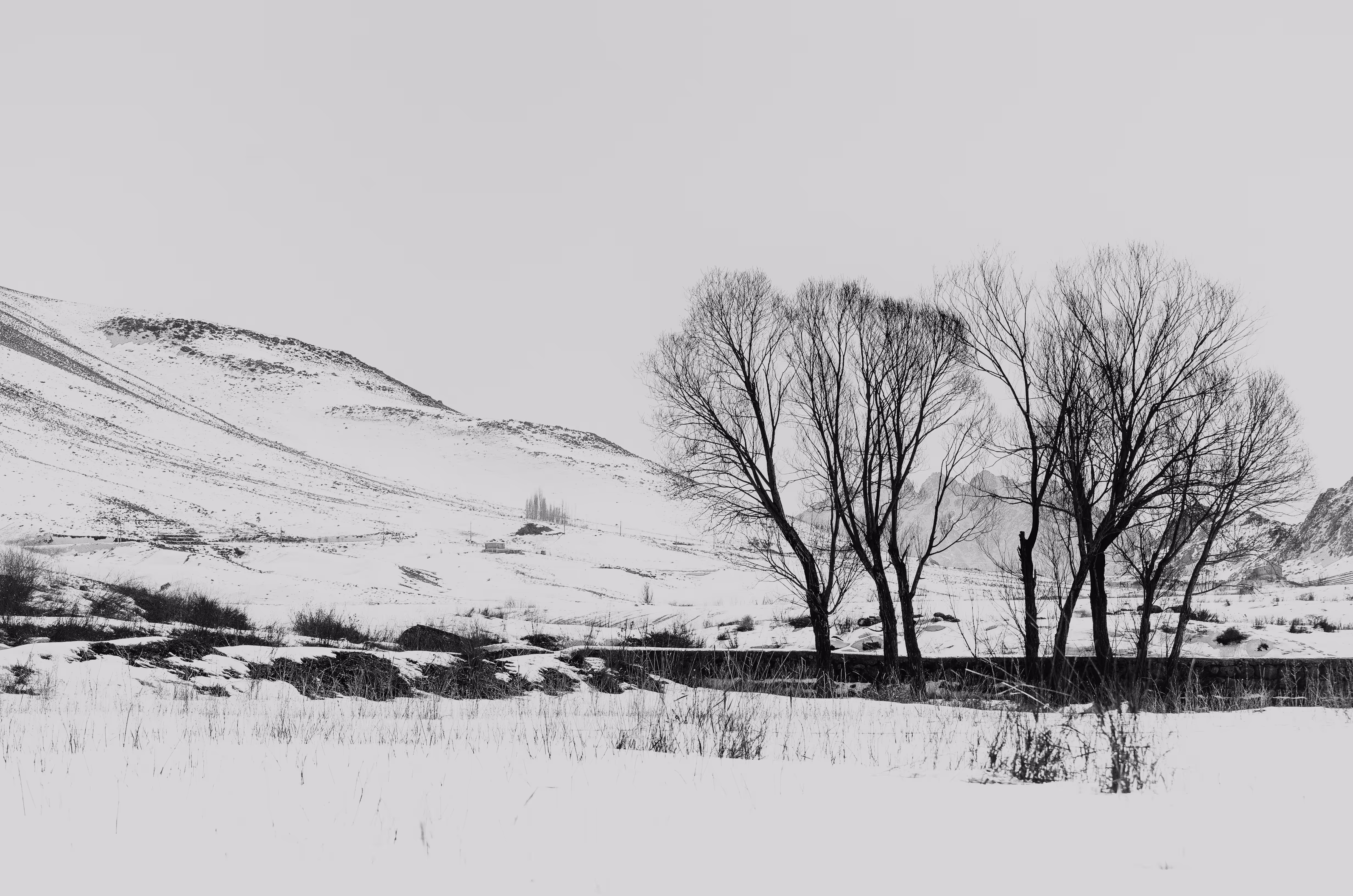 The White Poem of Nature