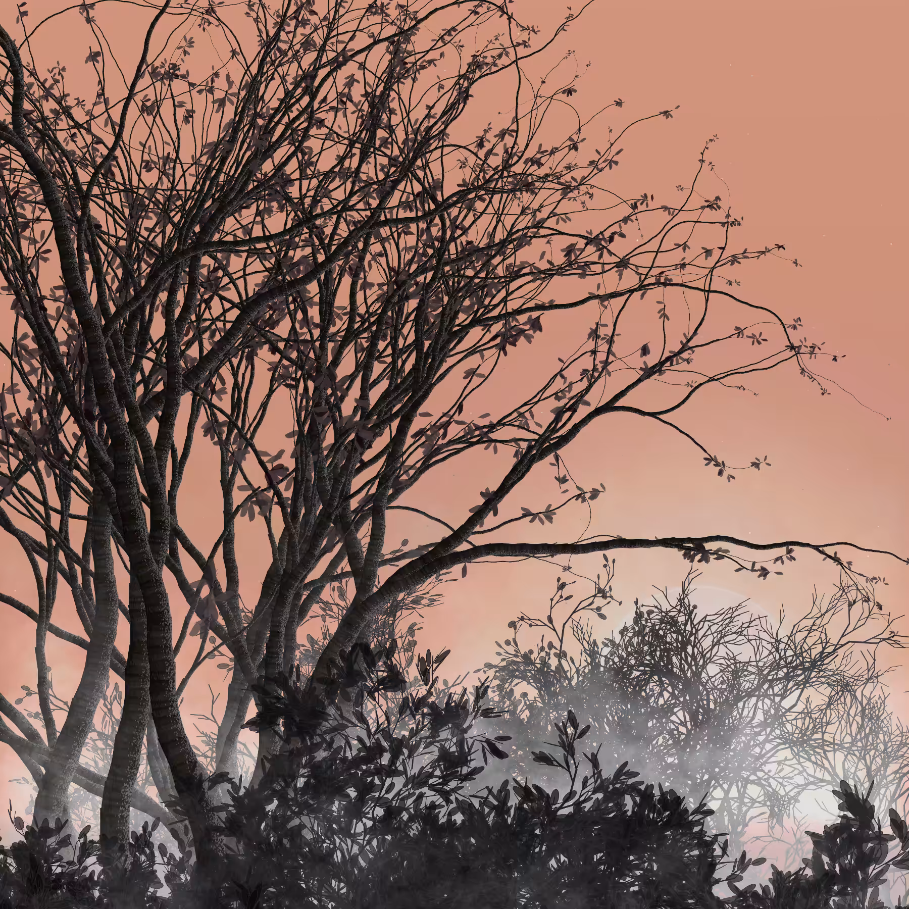 Morning Mist #296
