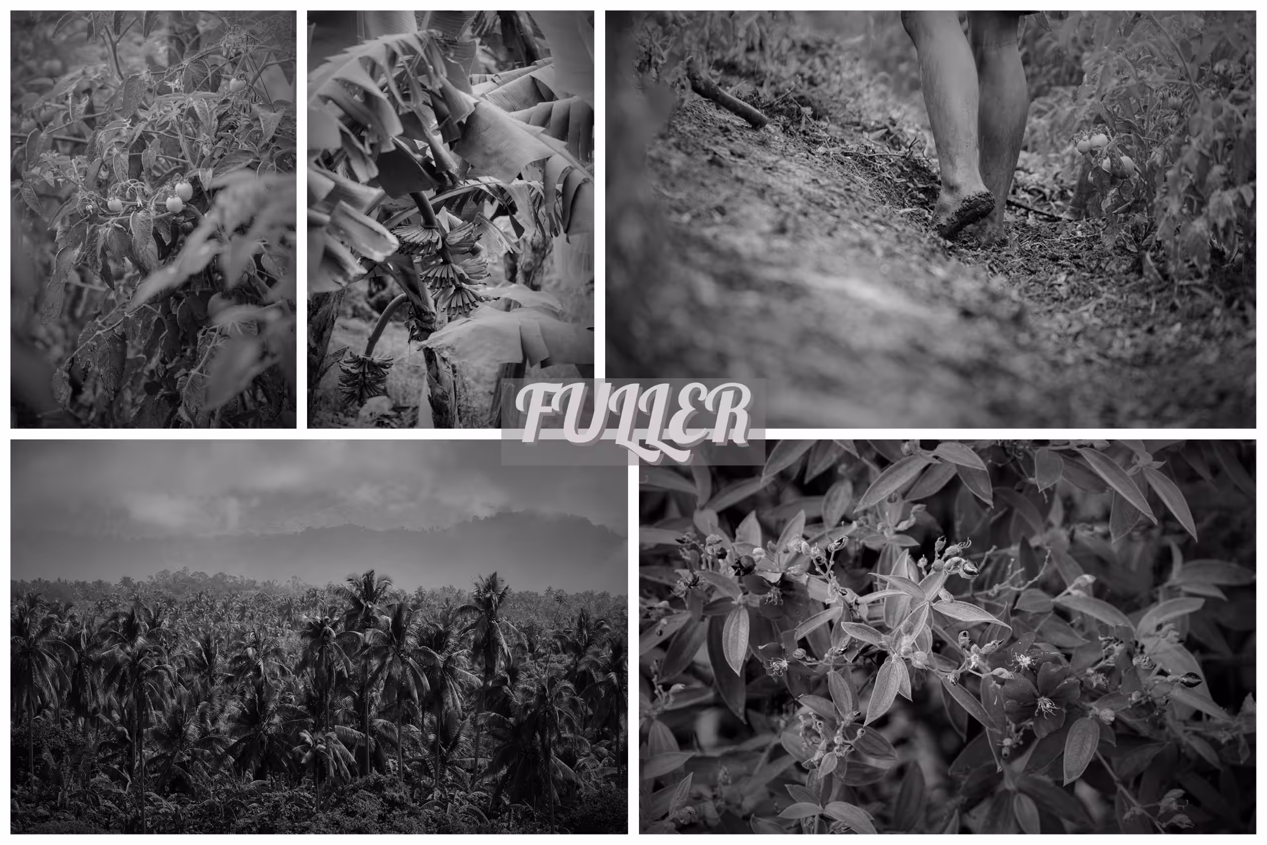 "The Fields of Grey Perceptions" Fuller