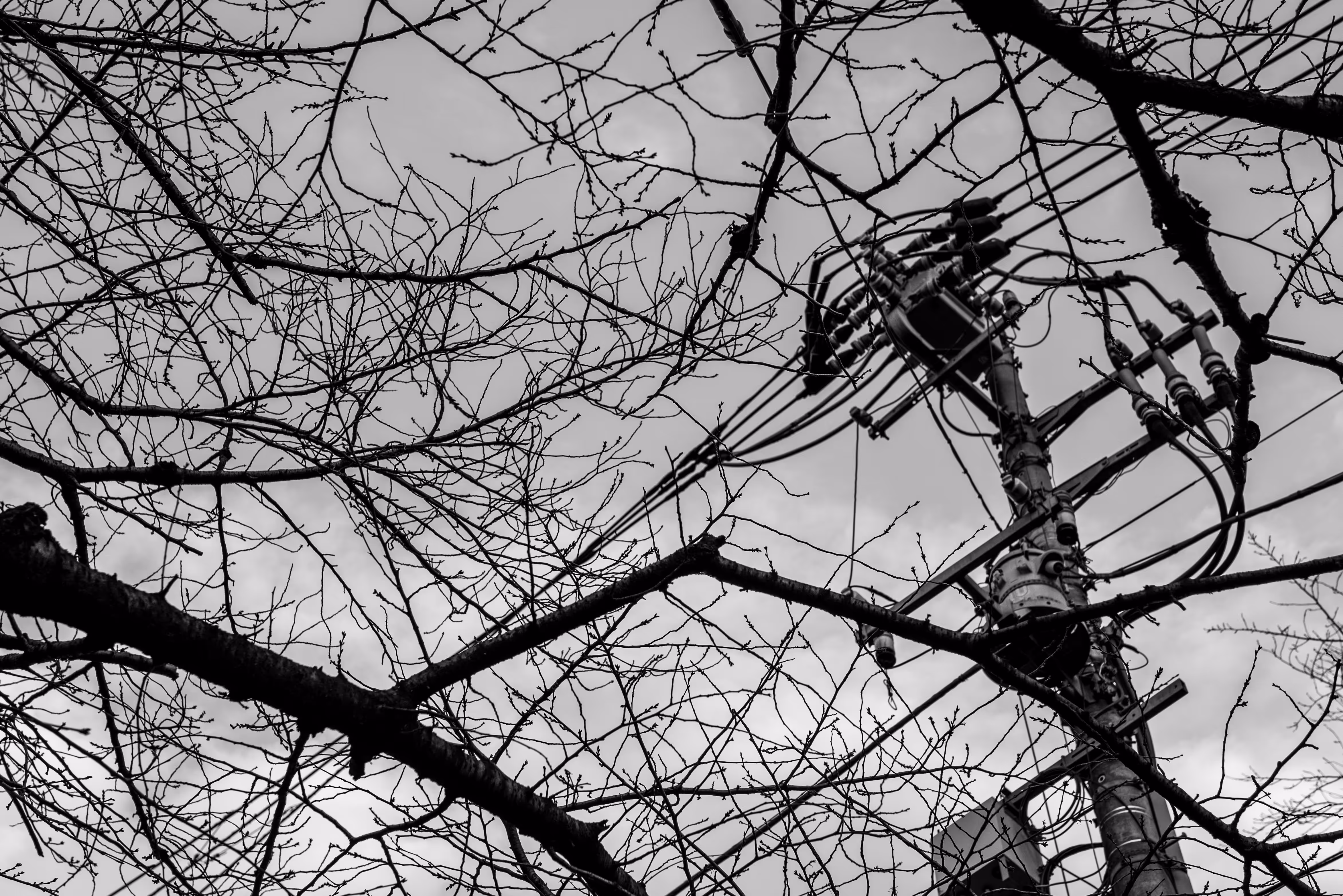 Raw Materials: Trees & Wires 1