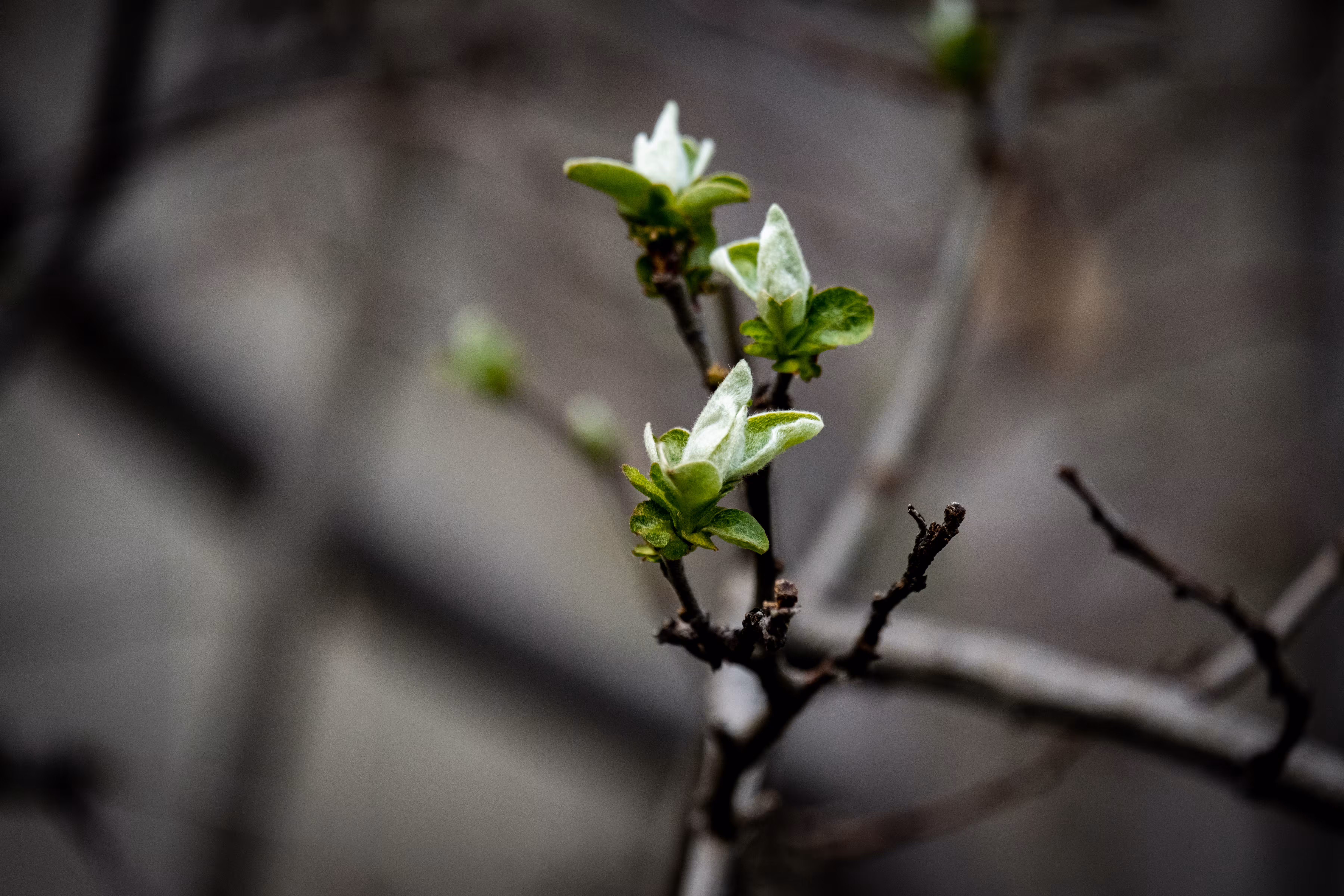 Emergence of Life