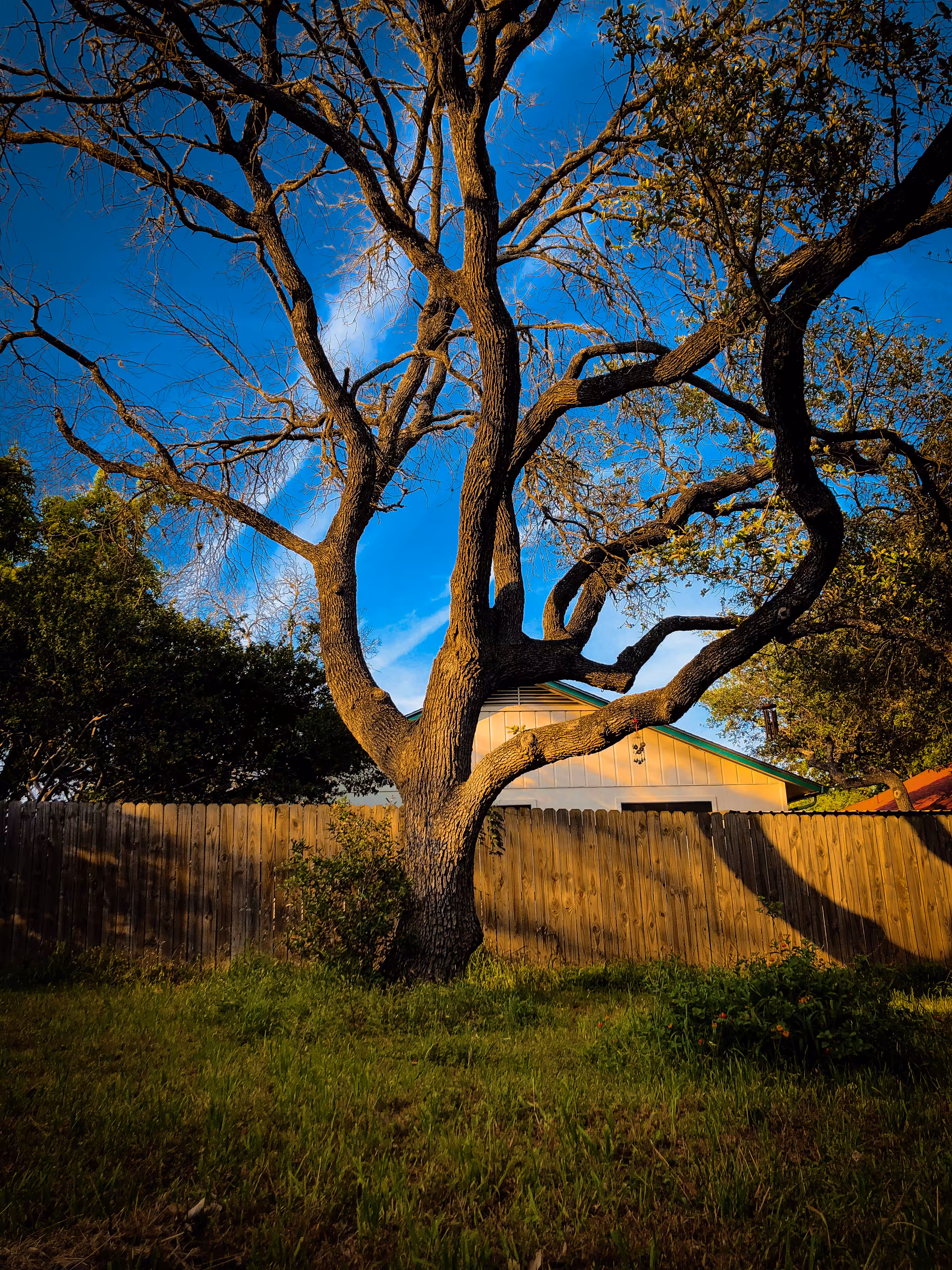 tree with bells
