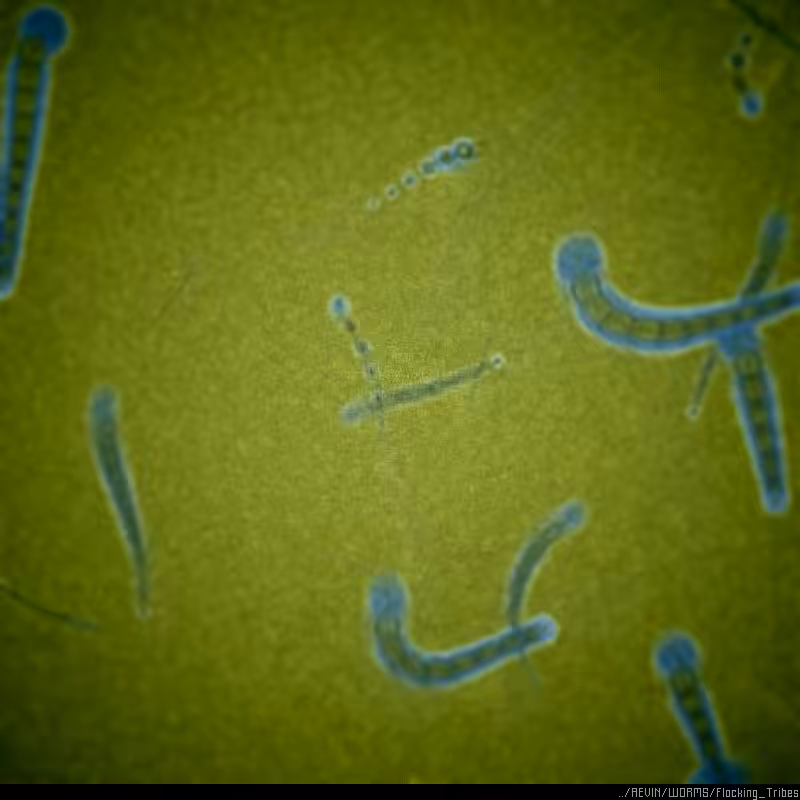 WORMS / Flocking Tribes #91