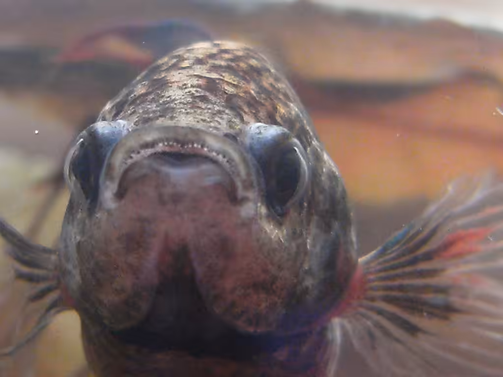 Bloop Bloop