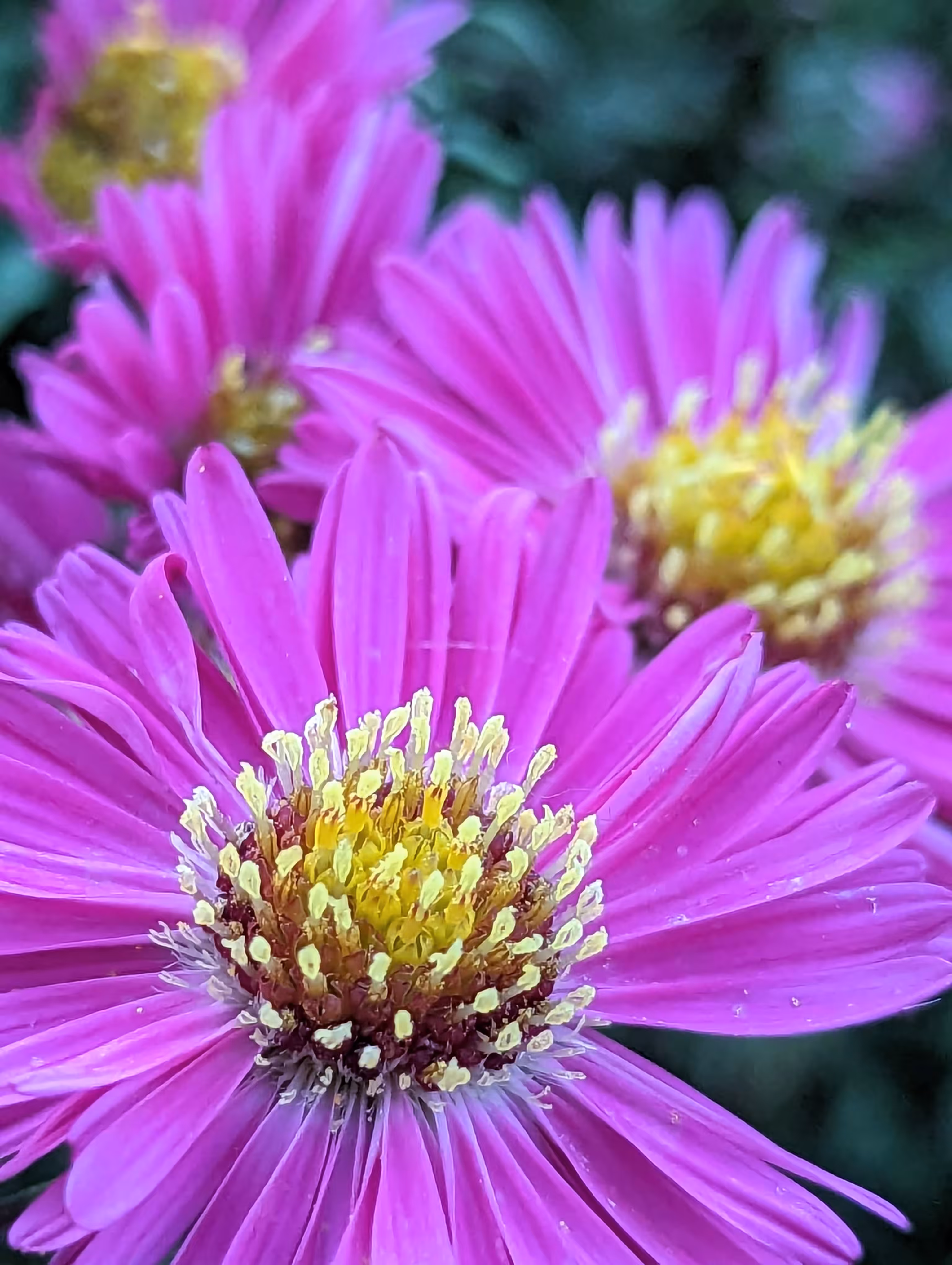 Pink petals