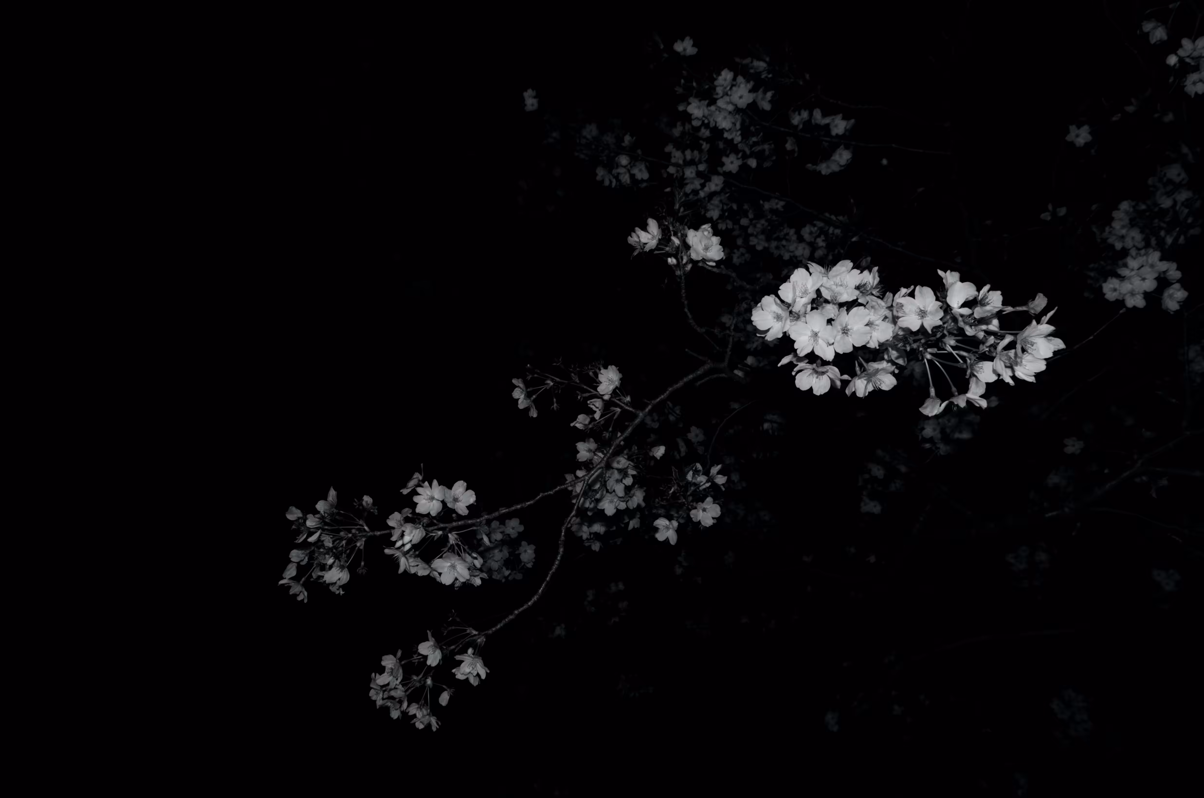 Heaven Series: Mark of Darkness – Flower