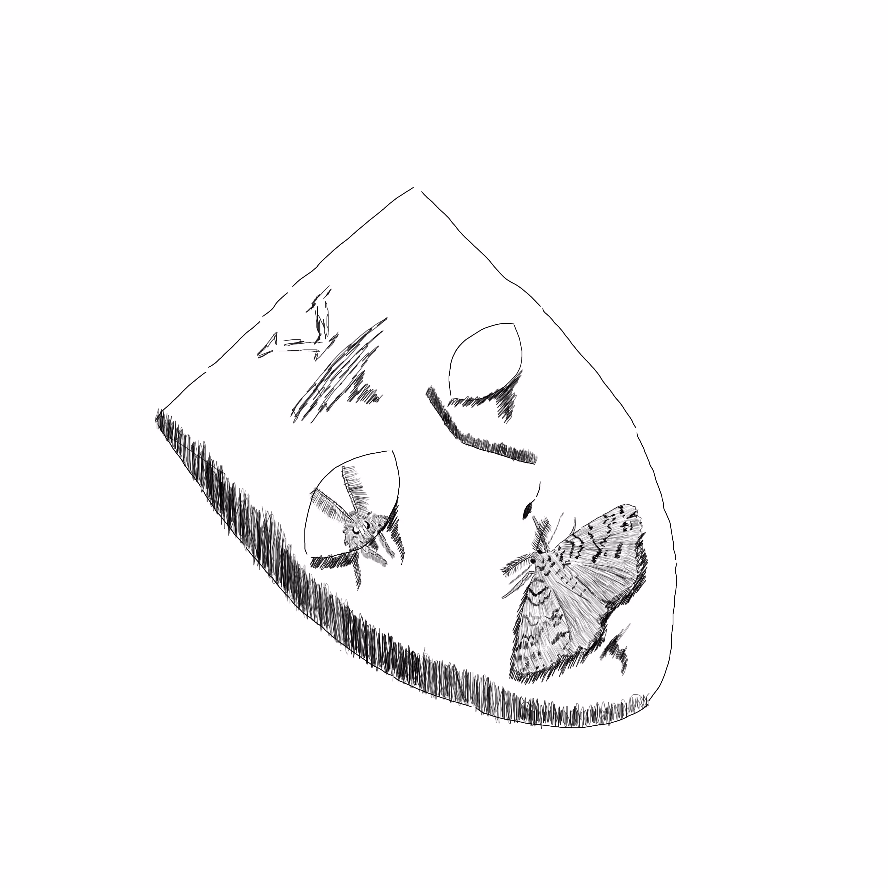 The Moth