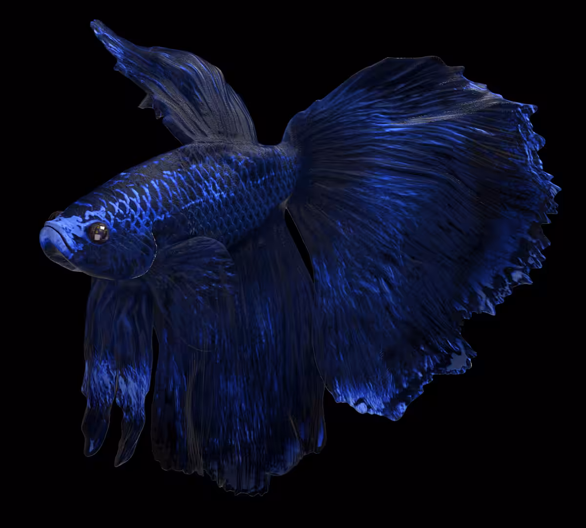 Fighter Fish #2