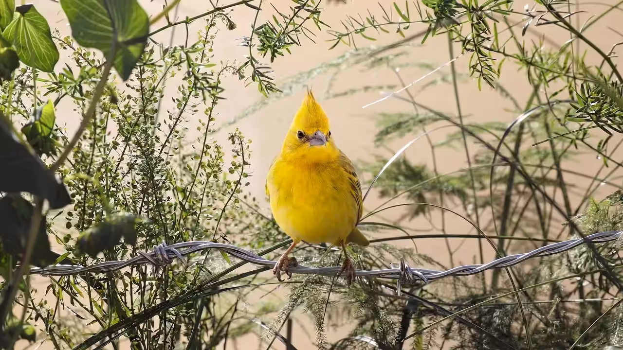 Birds Observations: Sir Edward Chirpington, In the Tangle
