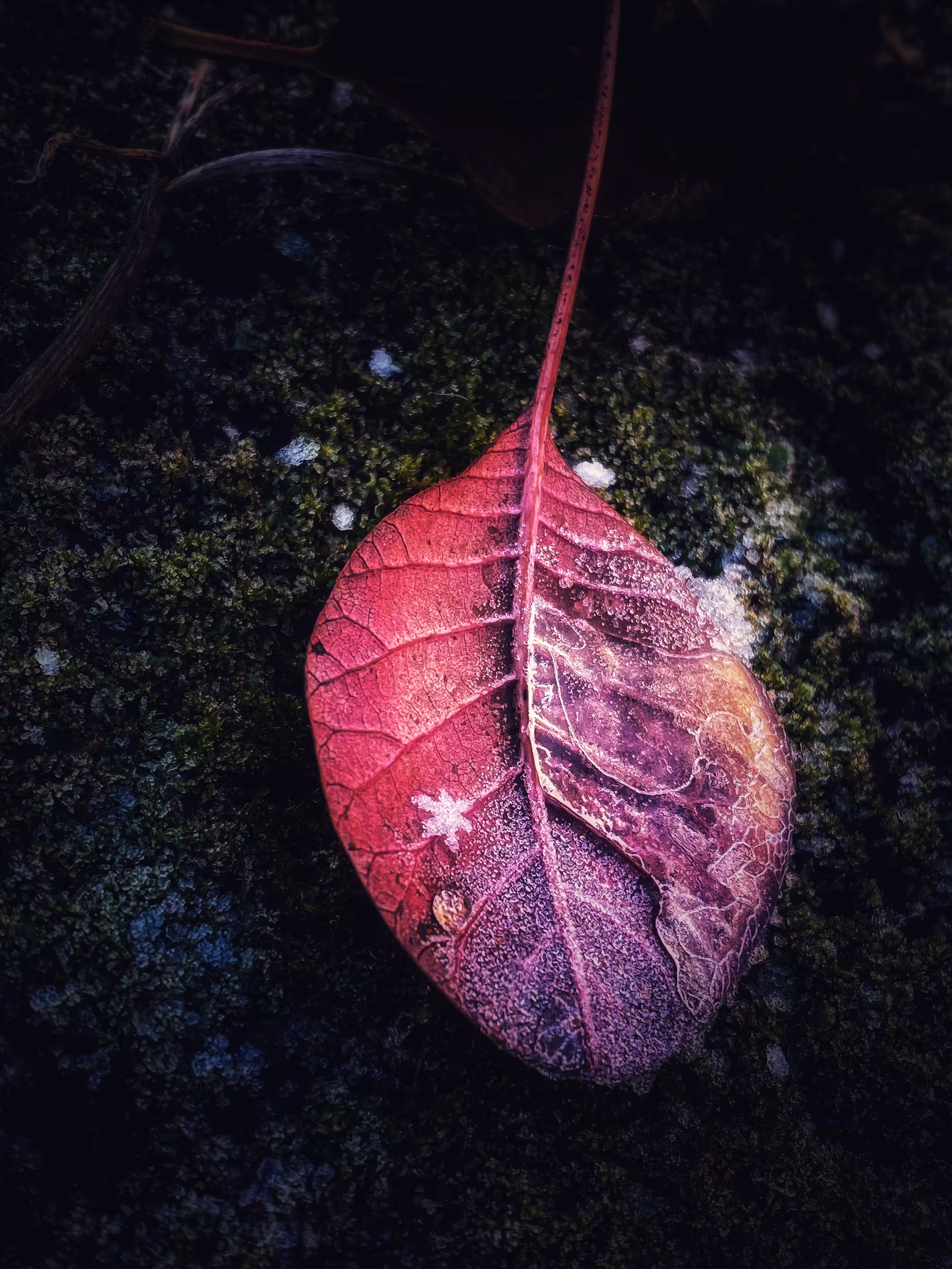 Fallen Star
