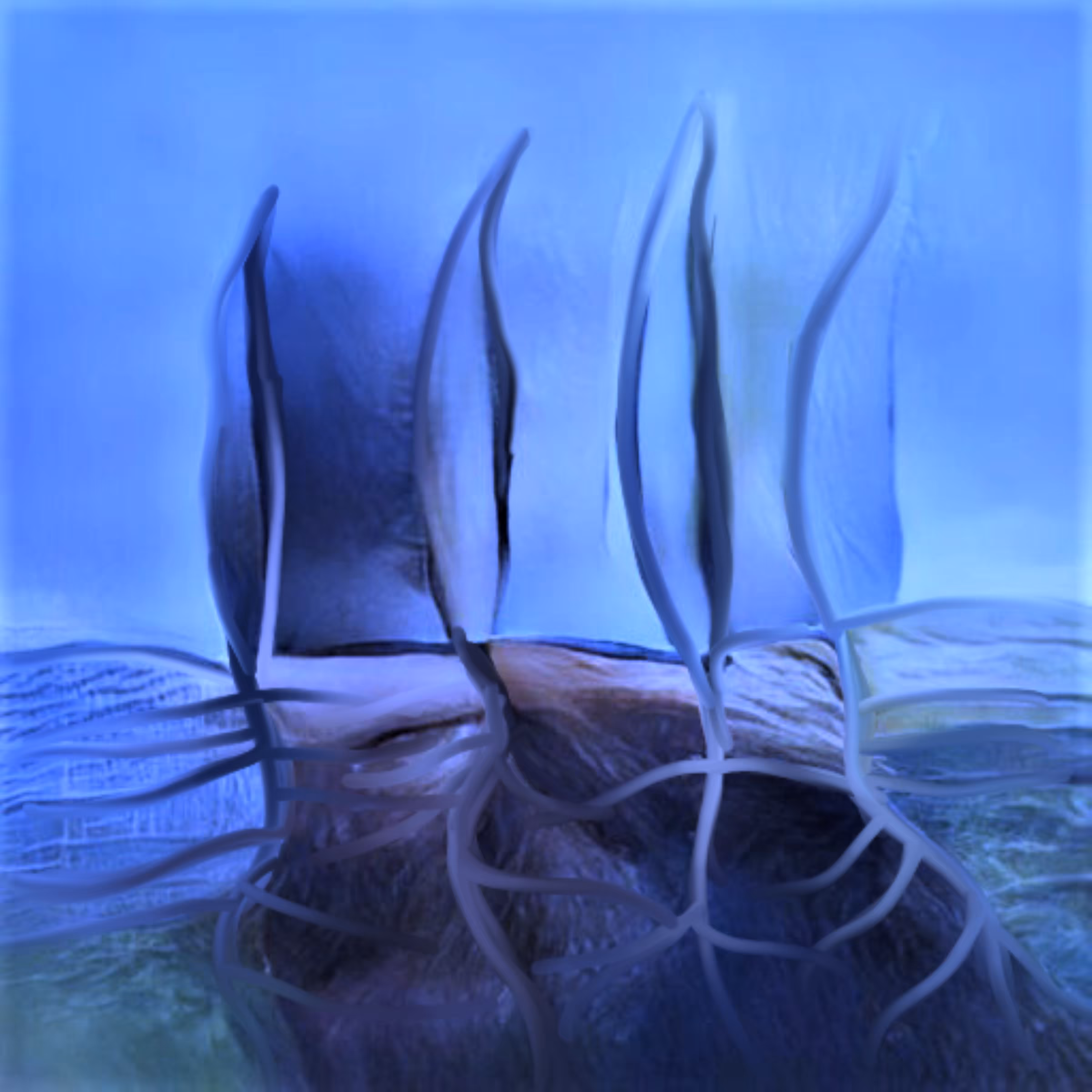Transnaturalism 7