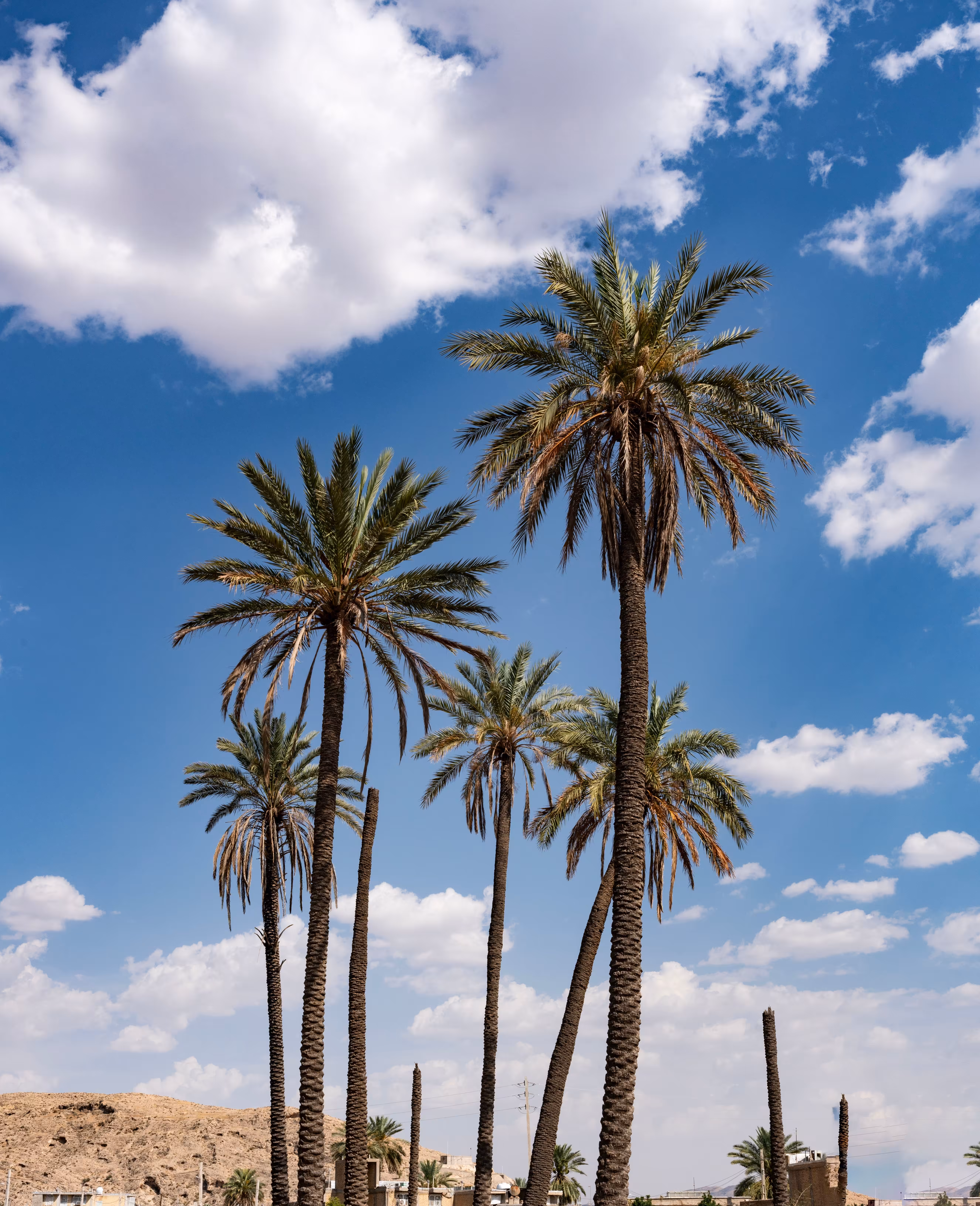 Palm group