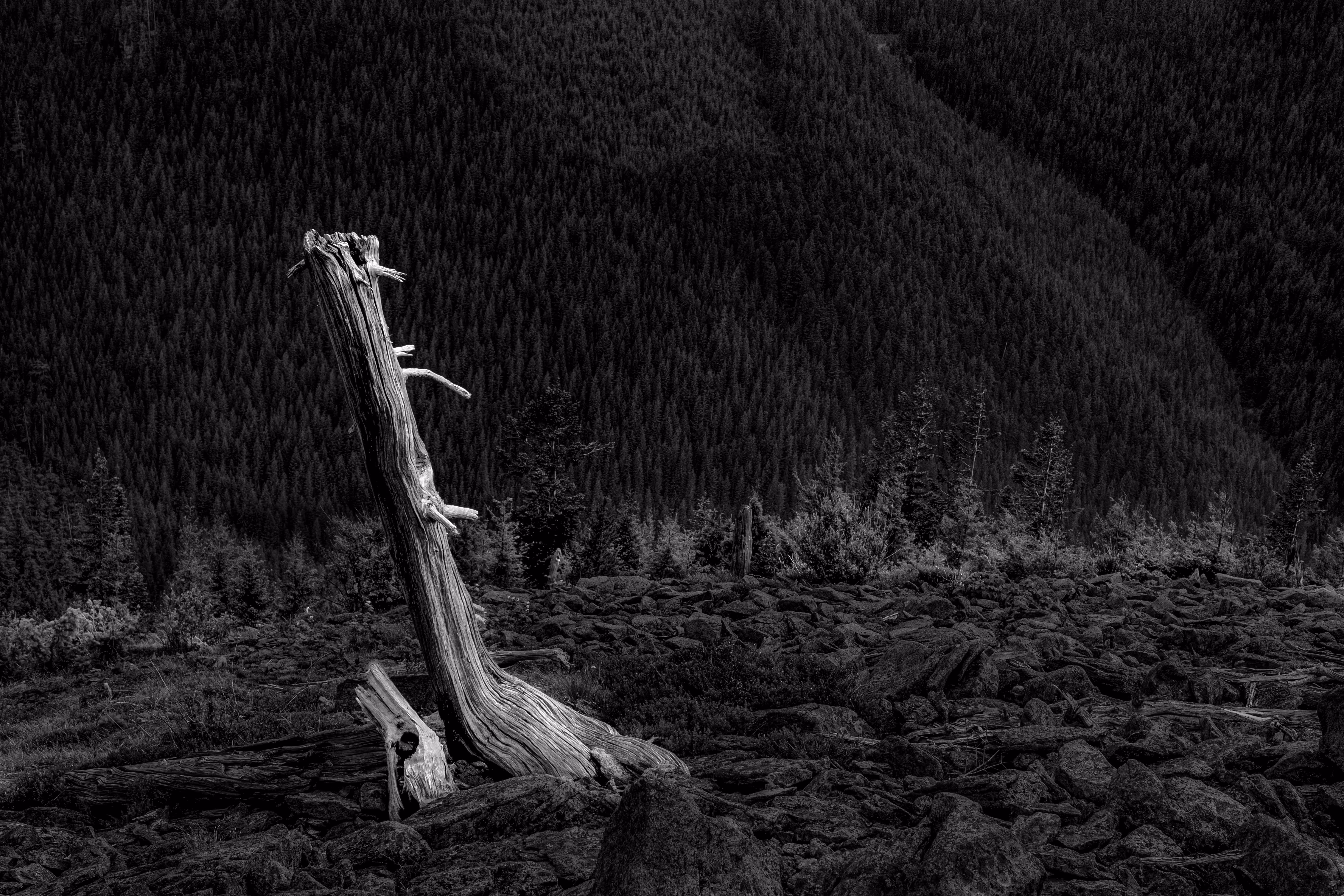 The Gothic Side Of Nature: The Lone Luminary