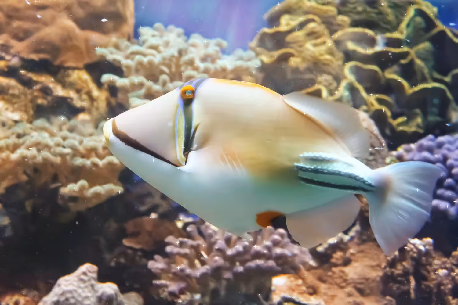 Animated Nature Life: Lagoon triggerfish - Rhinecanthus assasi