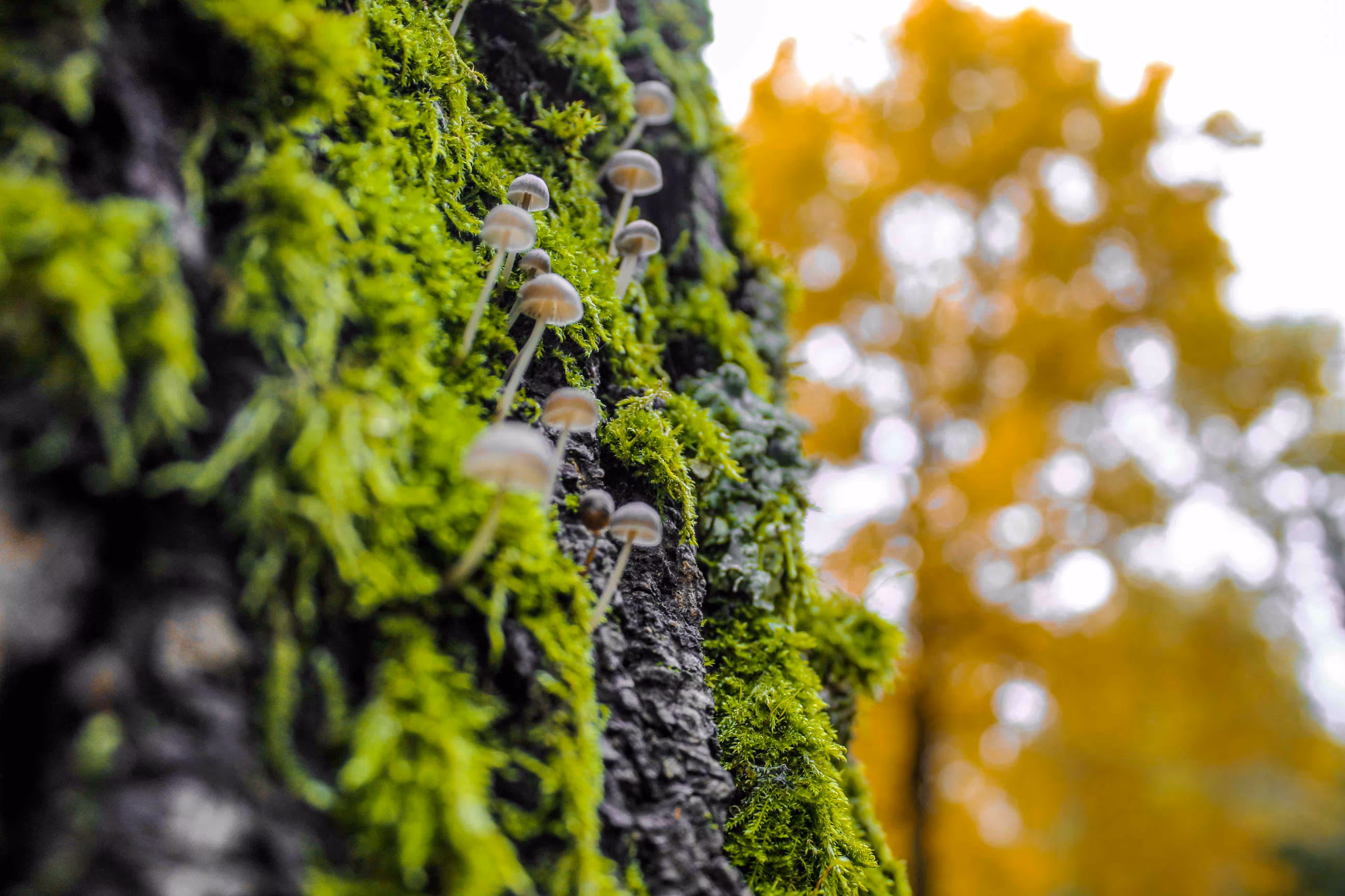Happy mushrooms