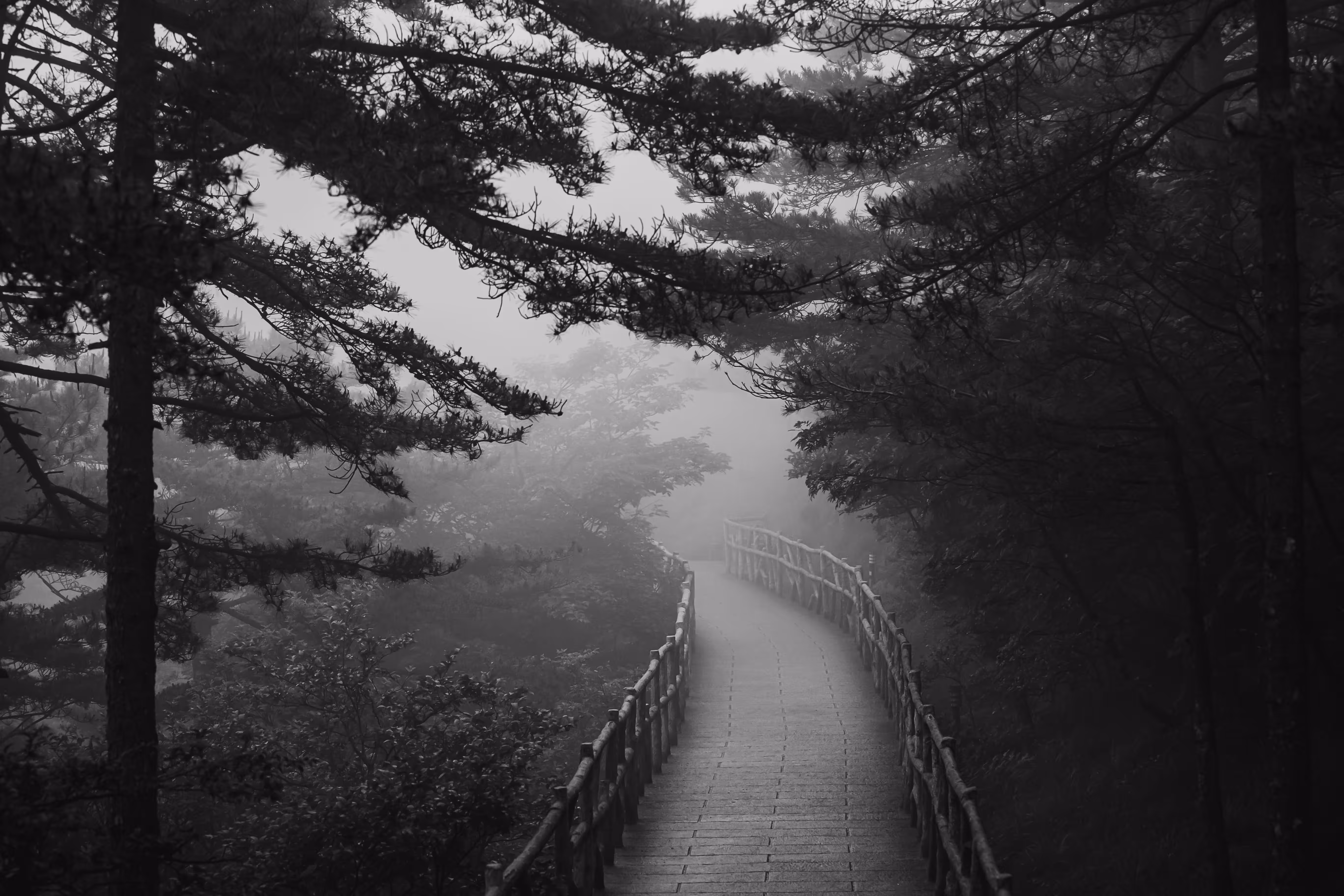 B&W Photography: Foggy Forest