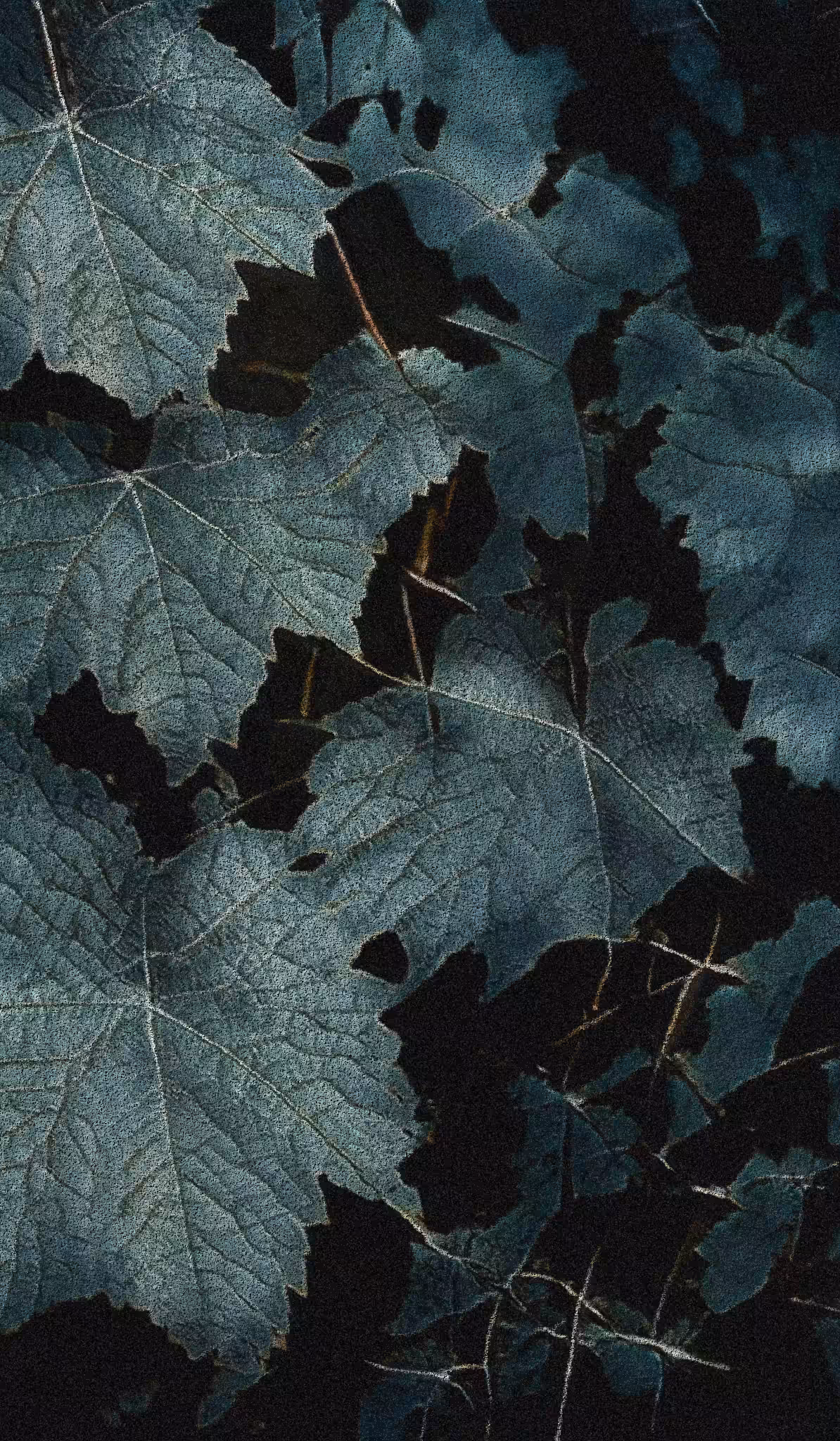 APPARATUS-VITIS: Apparatus Vitis #10