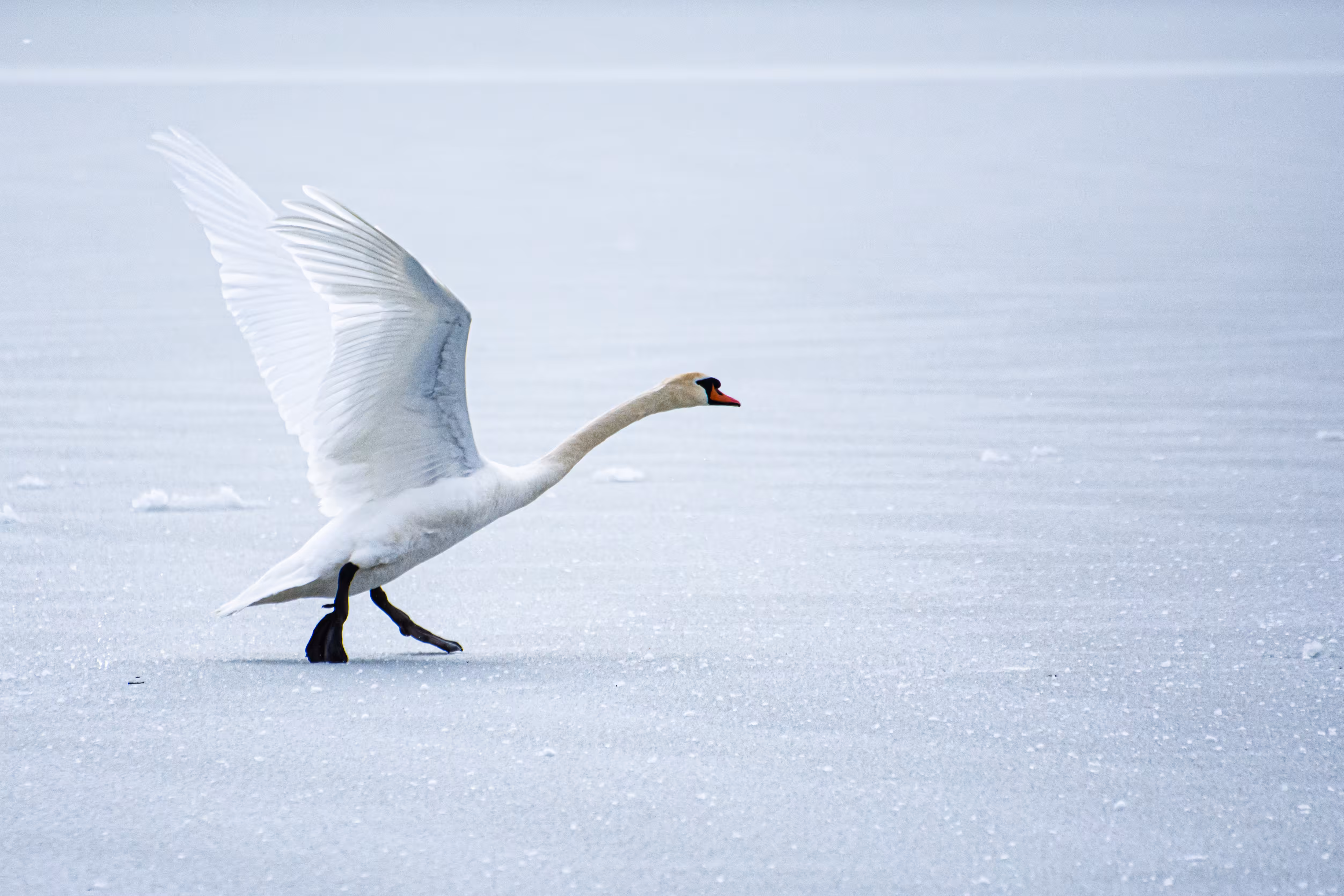 Swan Lake
