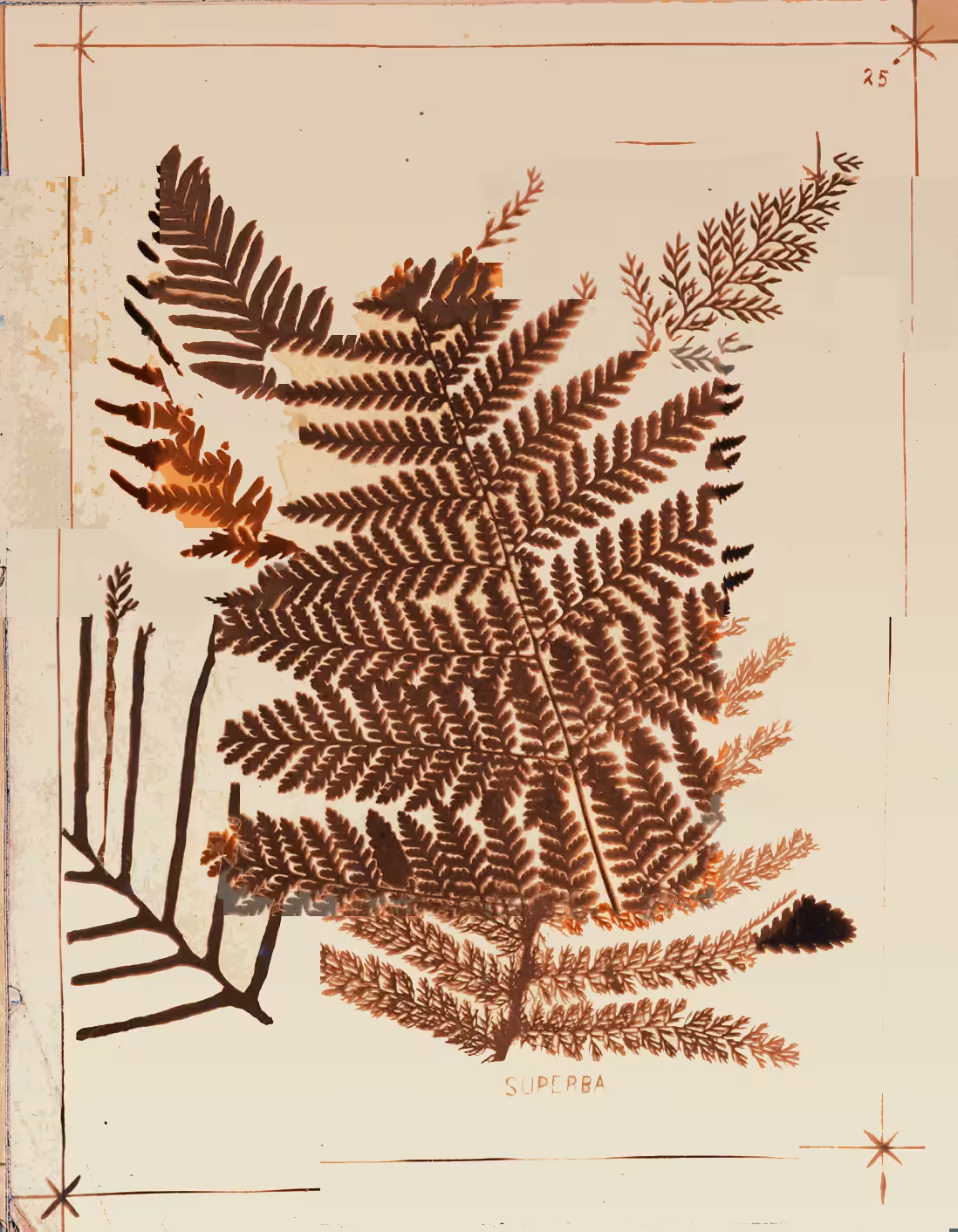 Metafern [i]