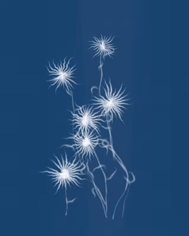 Cyanotypes #182