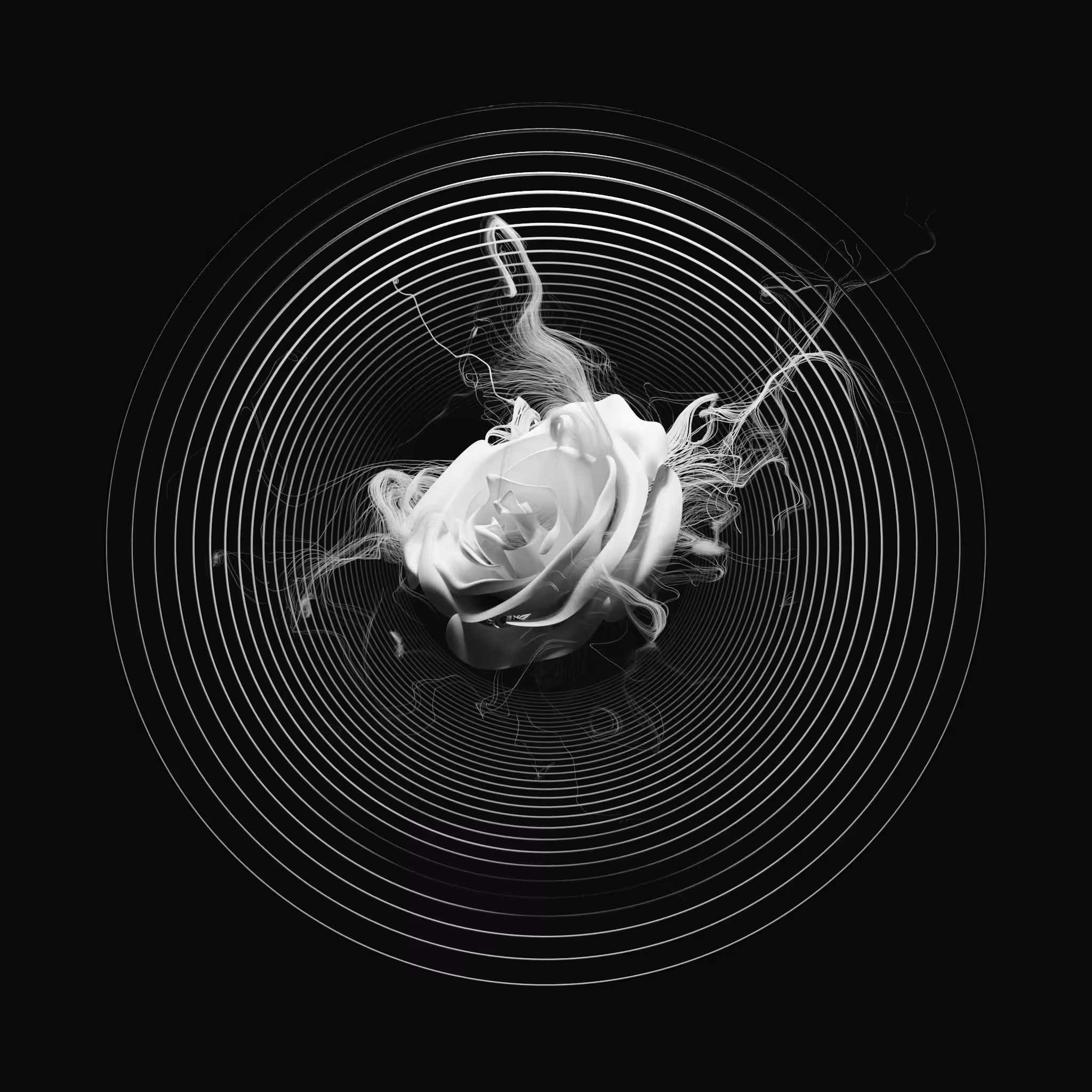 High Rose