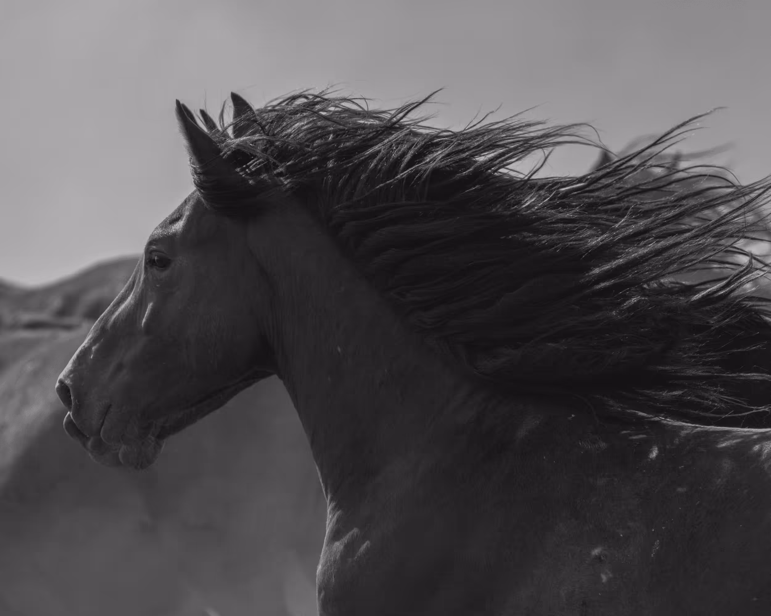 Wild Mustangs: Race