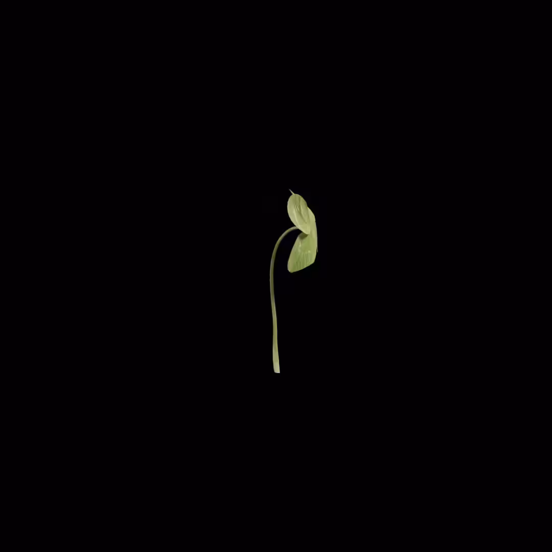 4-Leaf Clover