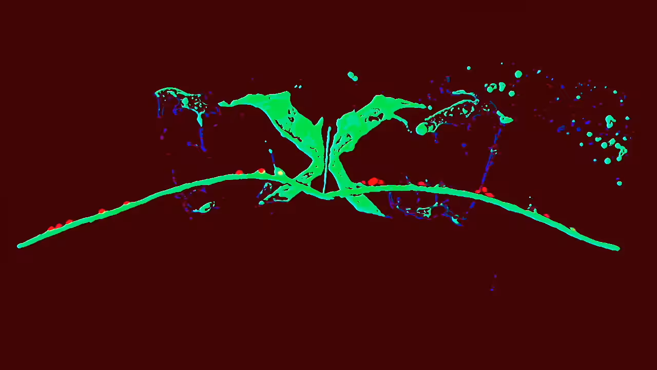 X-muscle #11