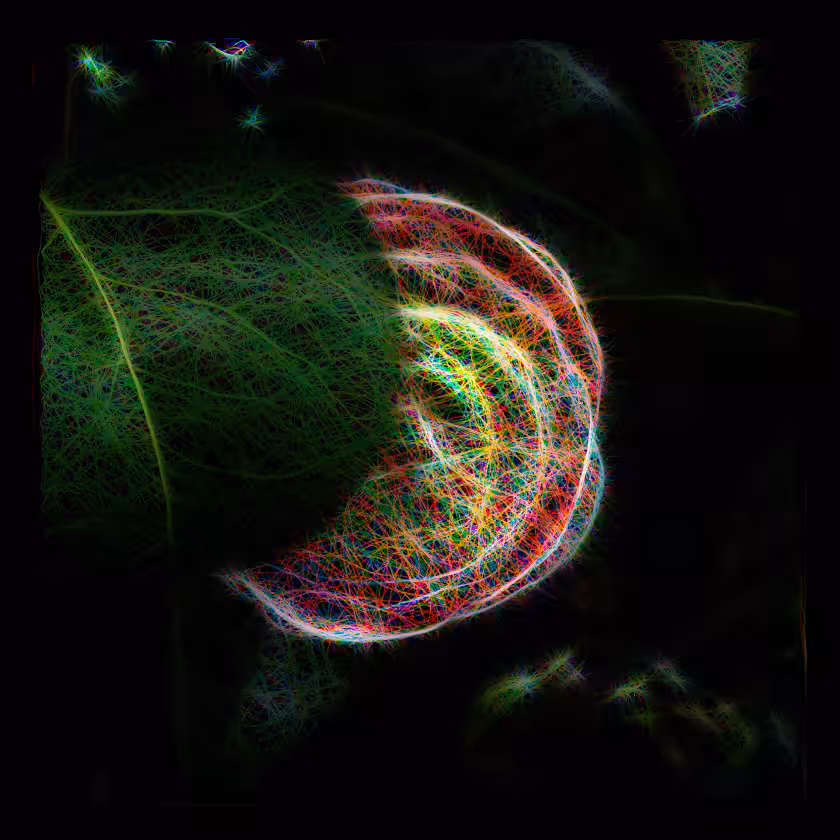Shy Camellia
