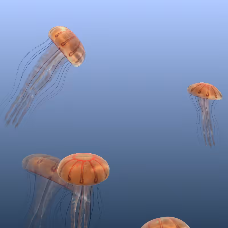 Jellyfish #11