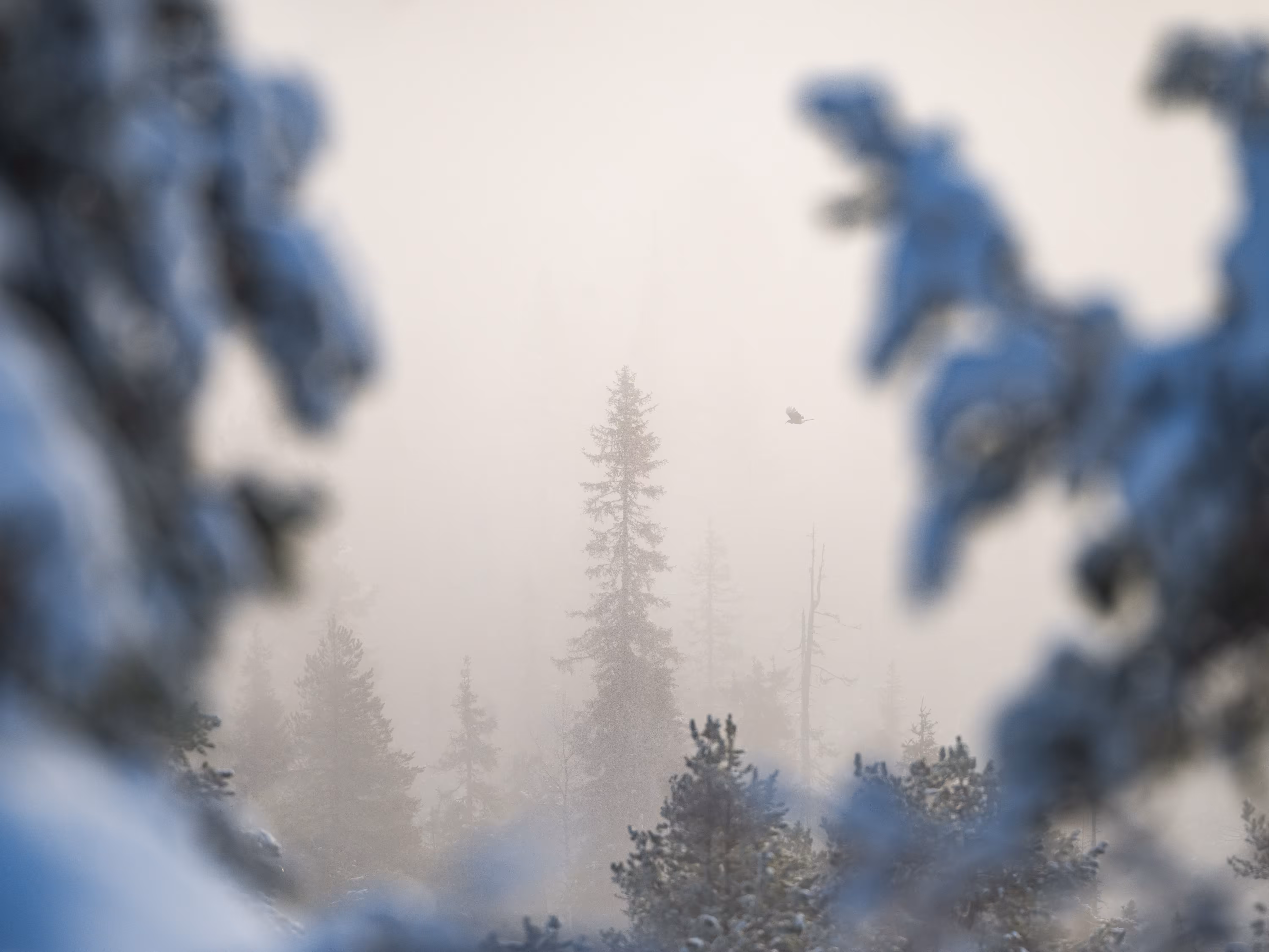 HARMONIA: Frozen in Time