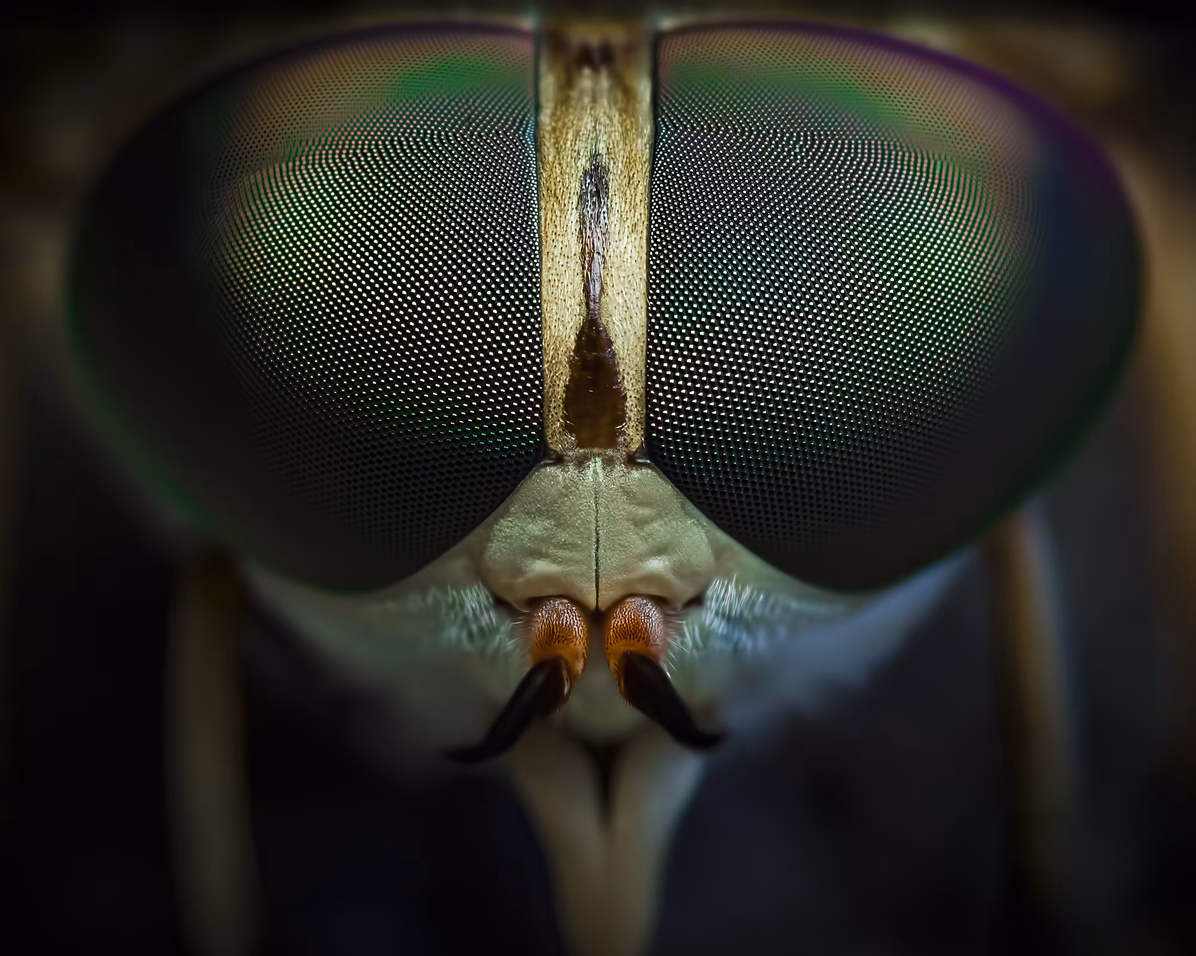 Peacock Green