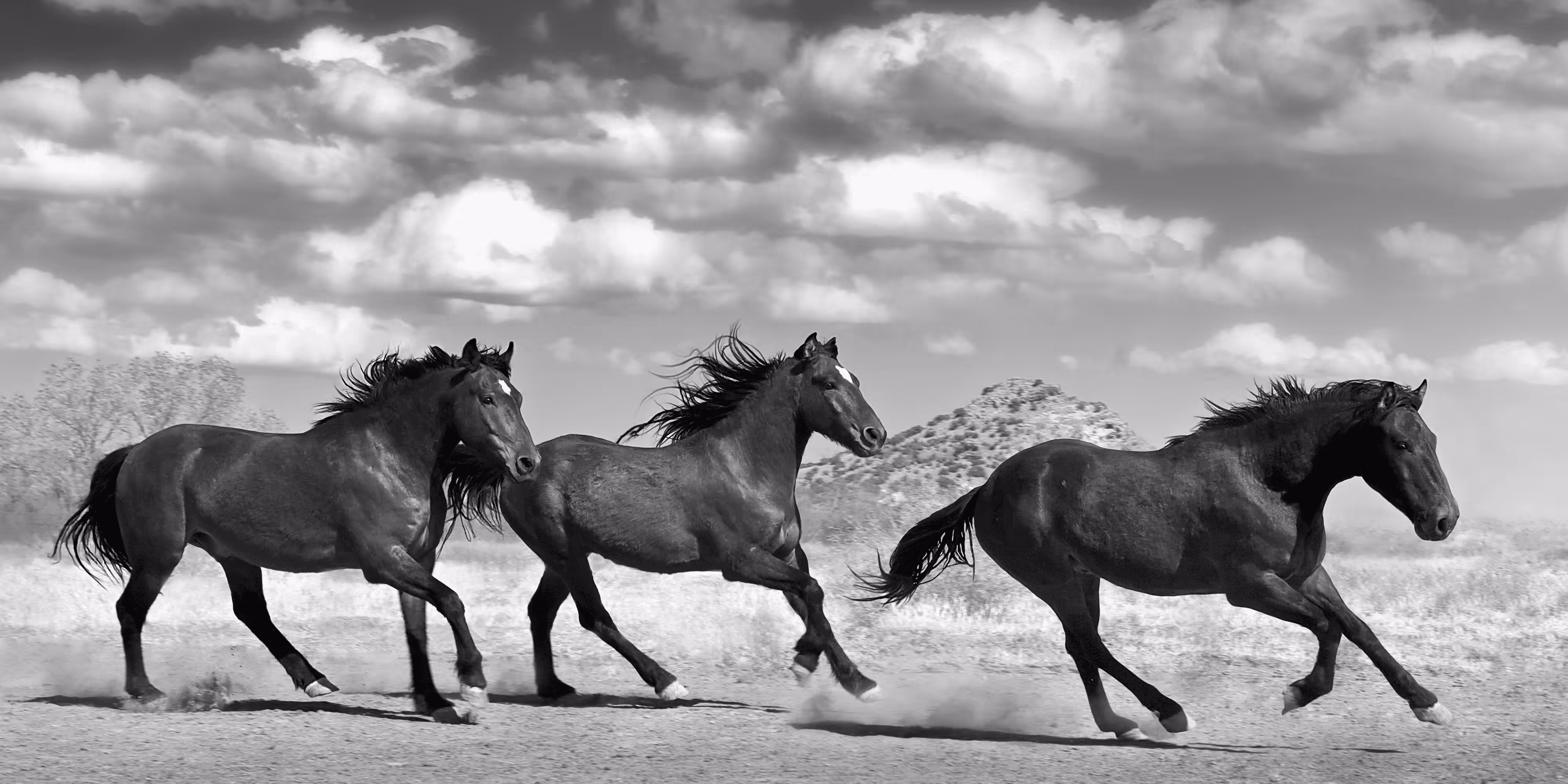 Horse Power