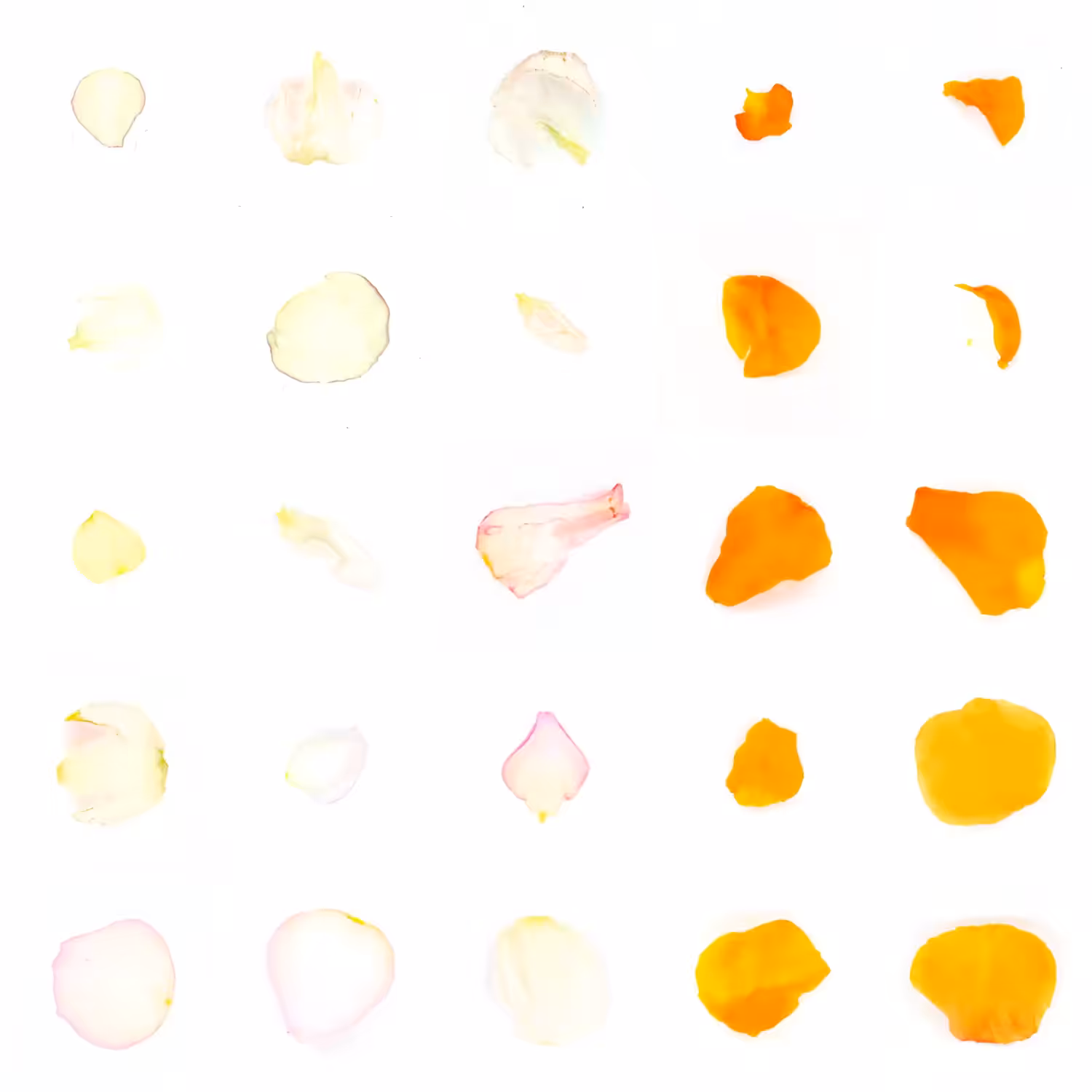 Infinite Petals 5x5#1970